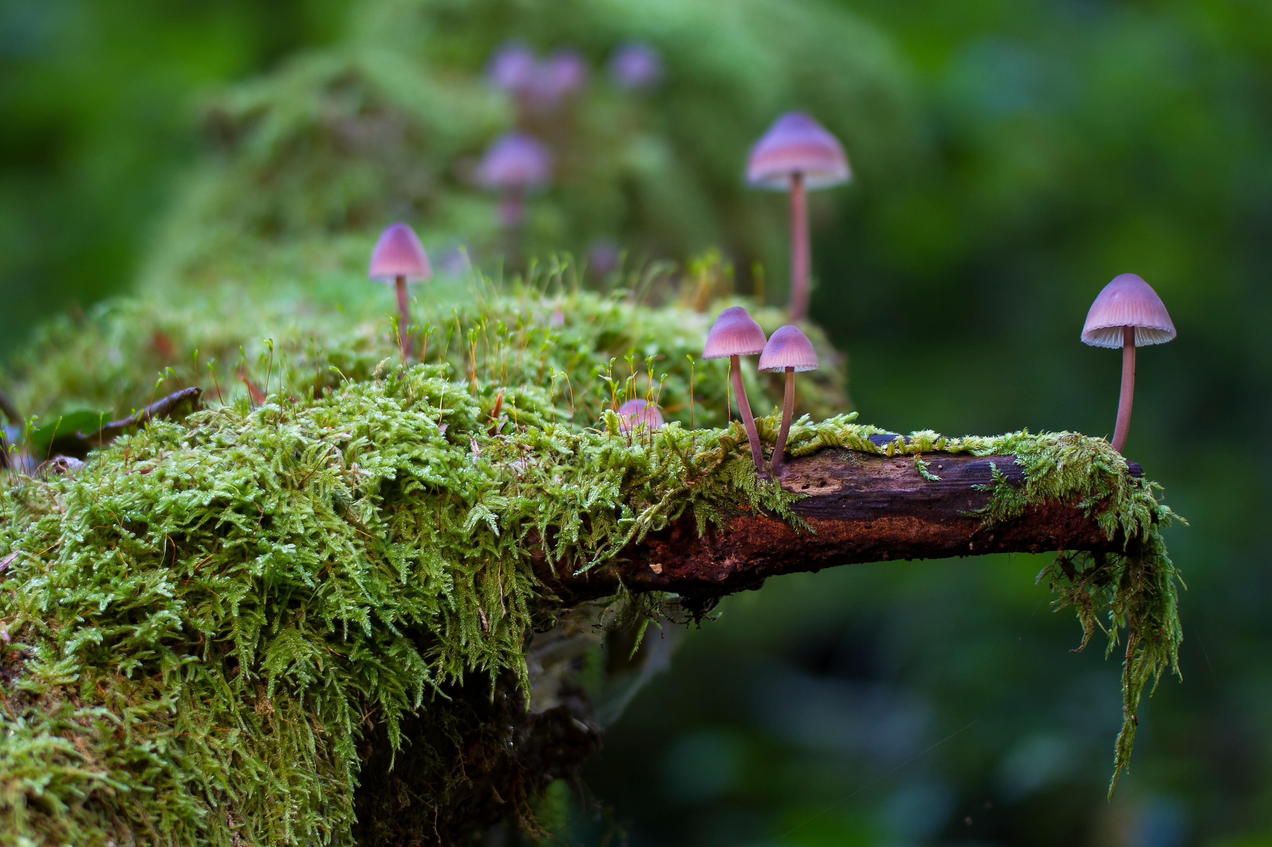 4054x2702 Title Tiny Mushrooms On A Log With Moss Earth Mushrooms HD Wallpaper