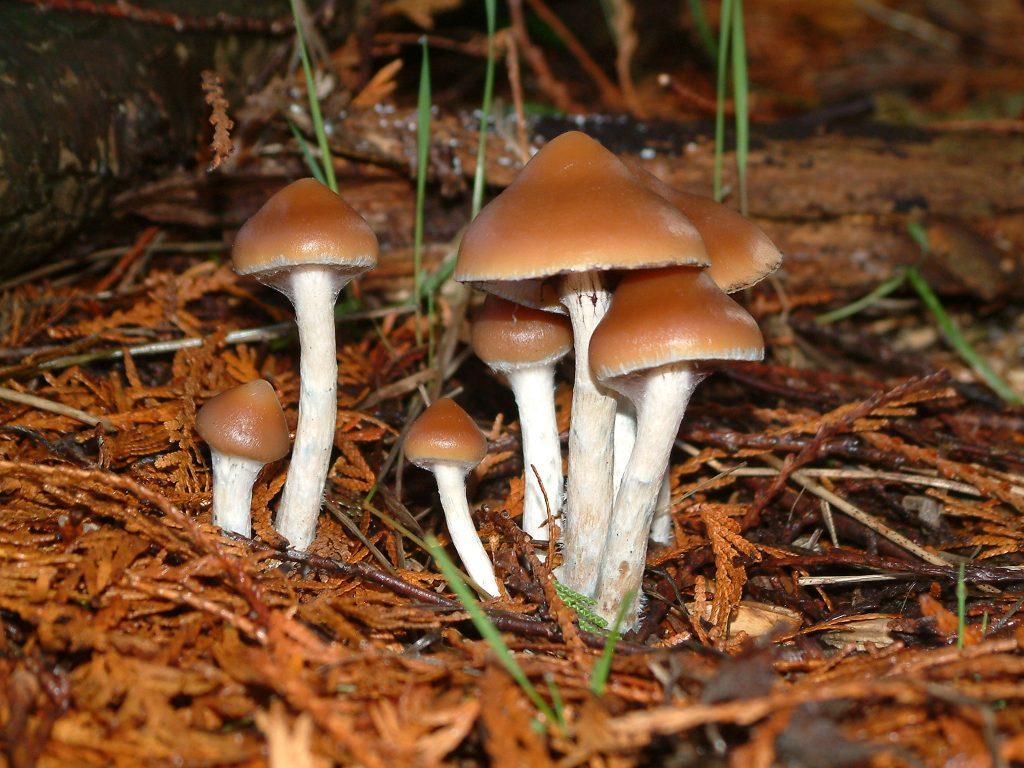 1024x768 Selected Psychedelic Species Mycological Society