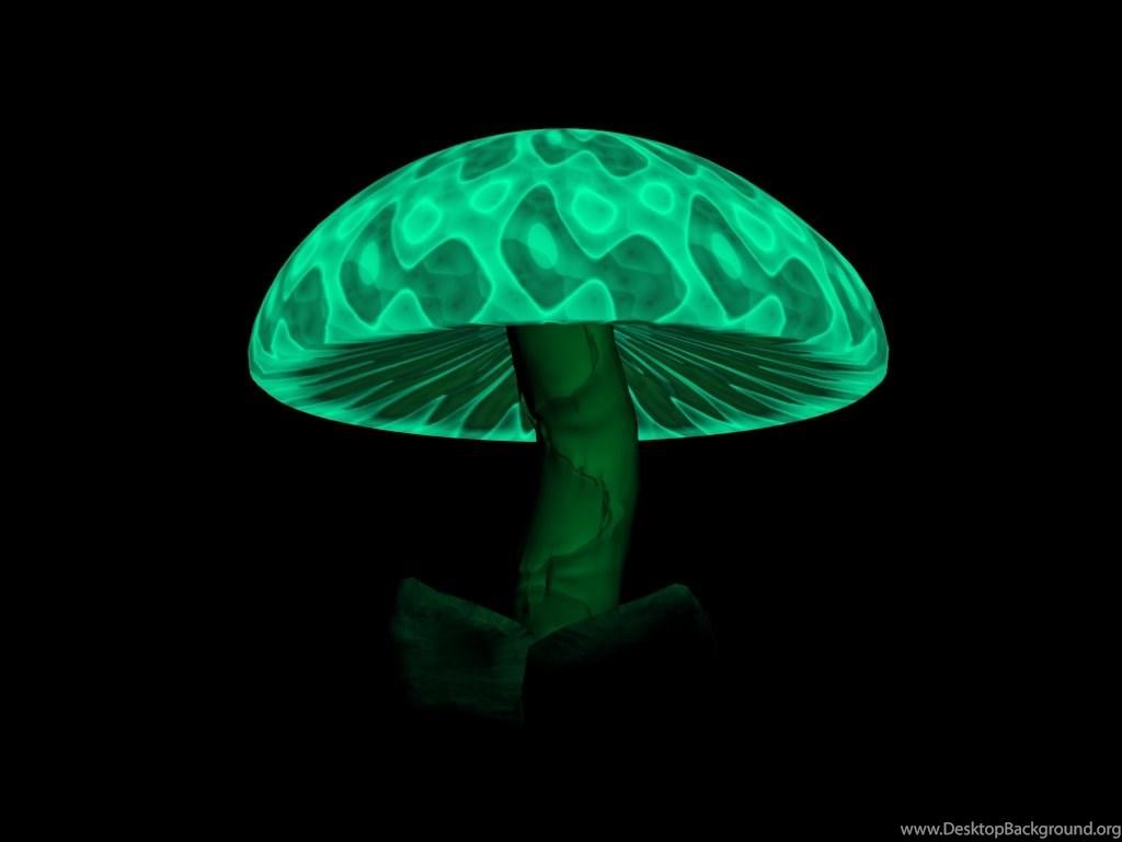 1024x768 Magic Mushroom Wallpaper Desktop Background