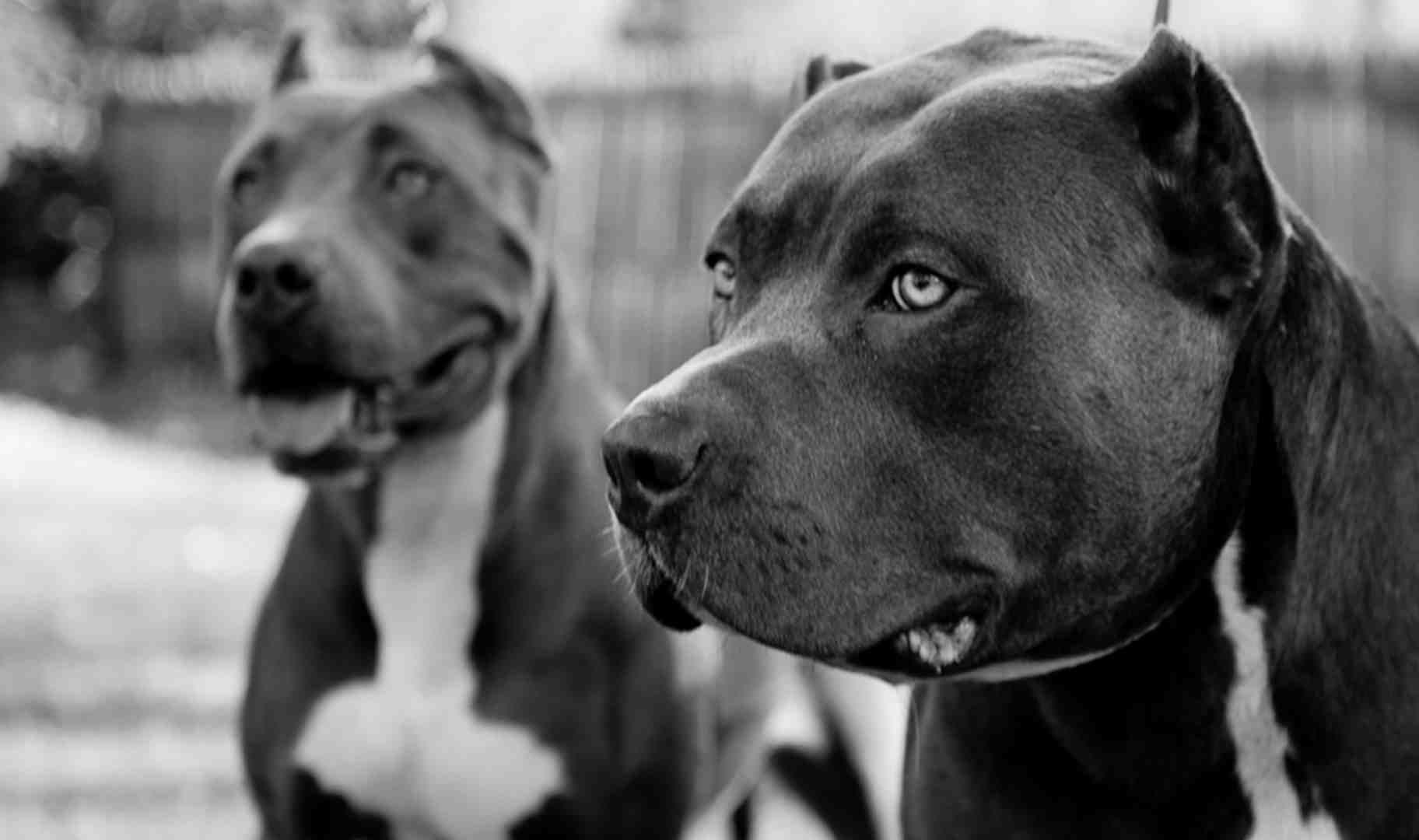 1824x1080 Pitbull Dog Wallpaper