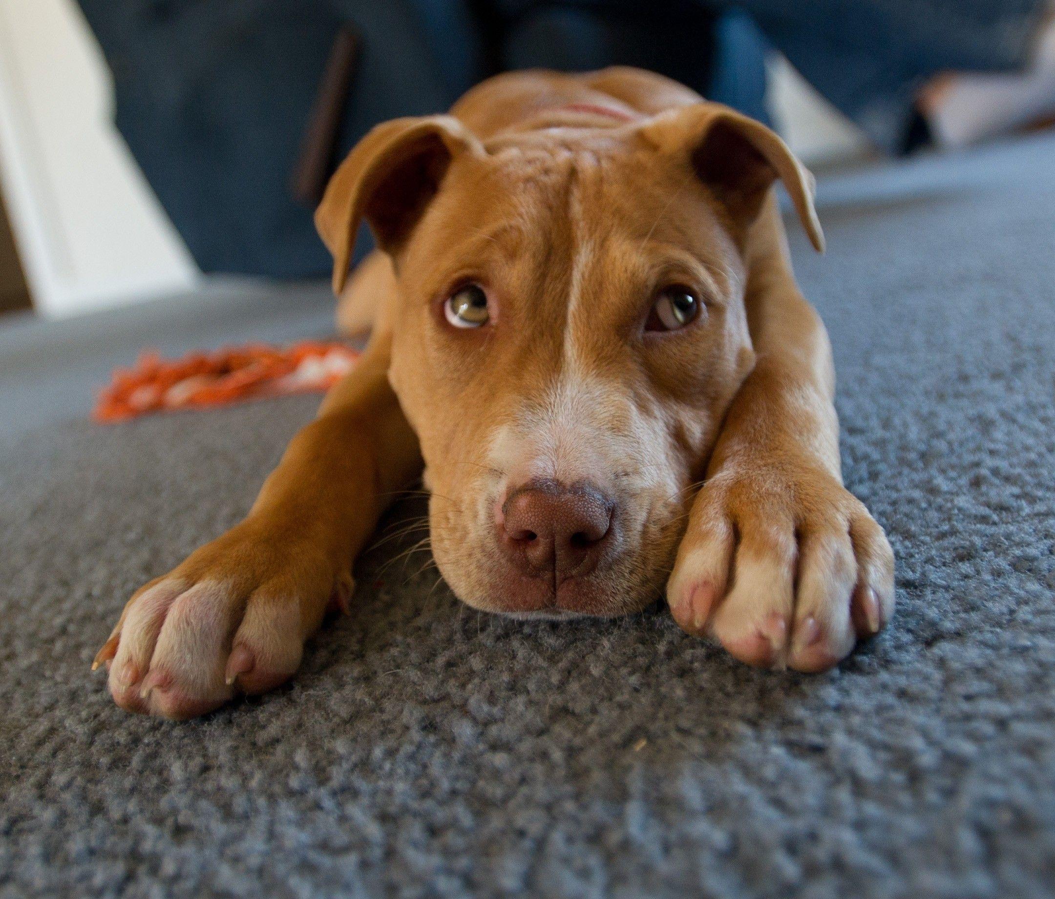 2160x1841 Blue Nose Pitbull Wallpaper