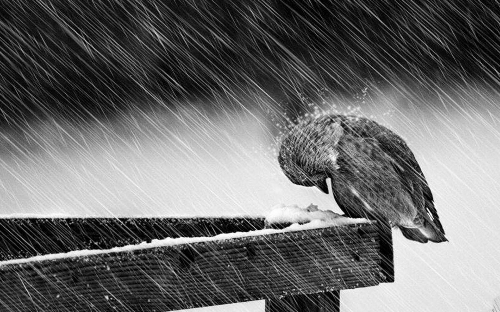 Black and White Rain Wallpapers Top Free Black and White Rain