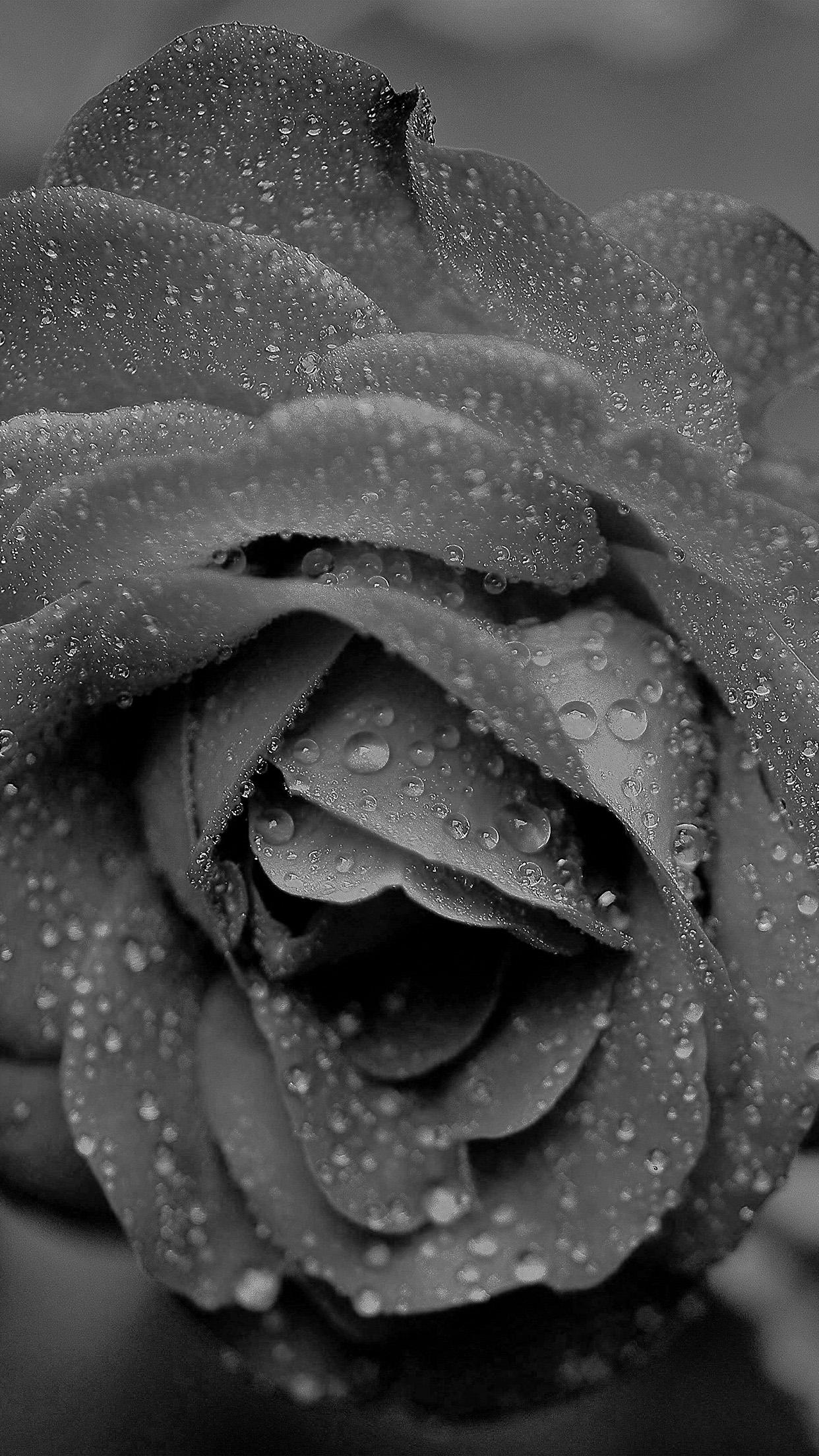 1242x2208 Rose Flower Bw Black Dark Rain Bokeh Zoom Wallpaper