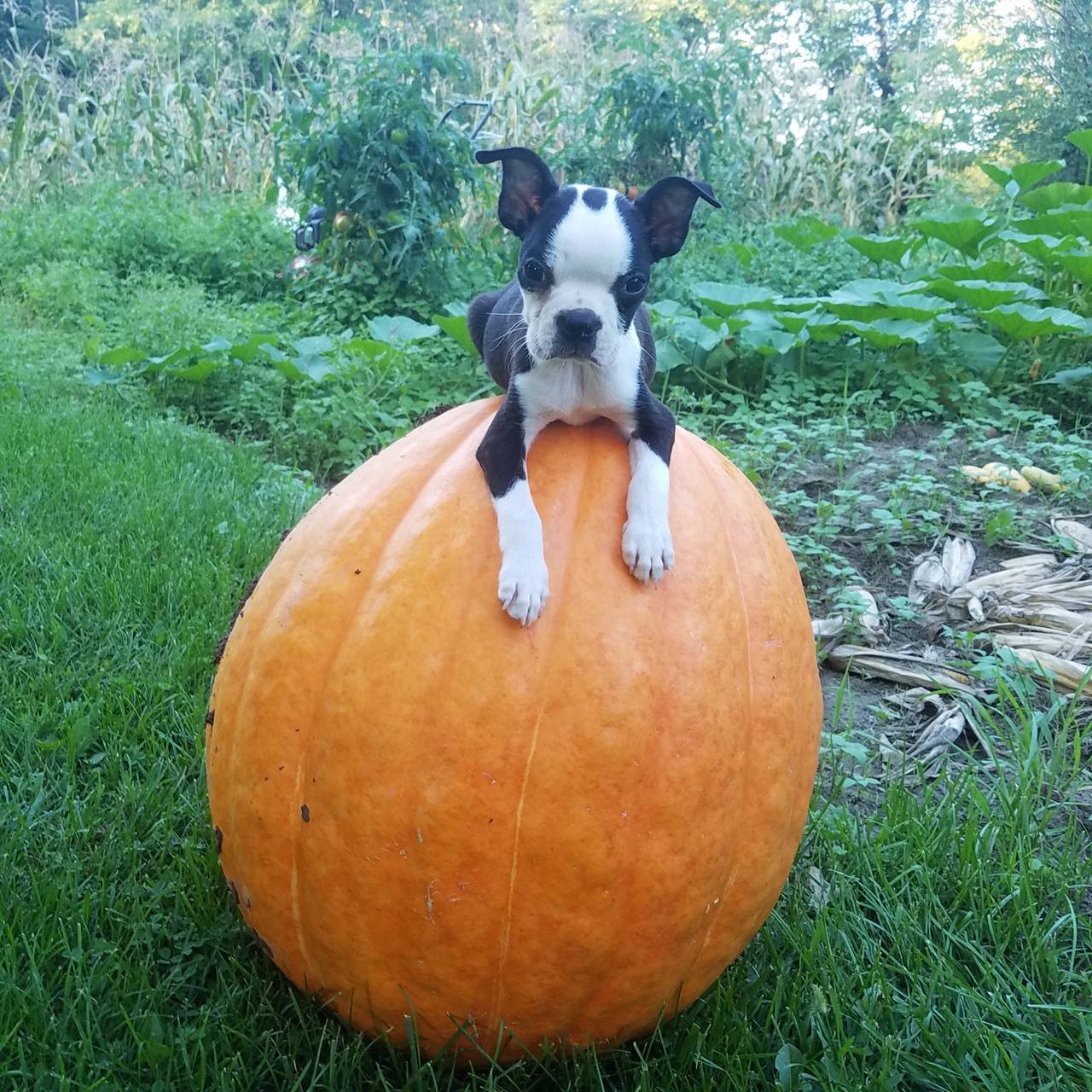 1280x1280 Download Fall Time Puppy HD Wallpaper and Background