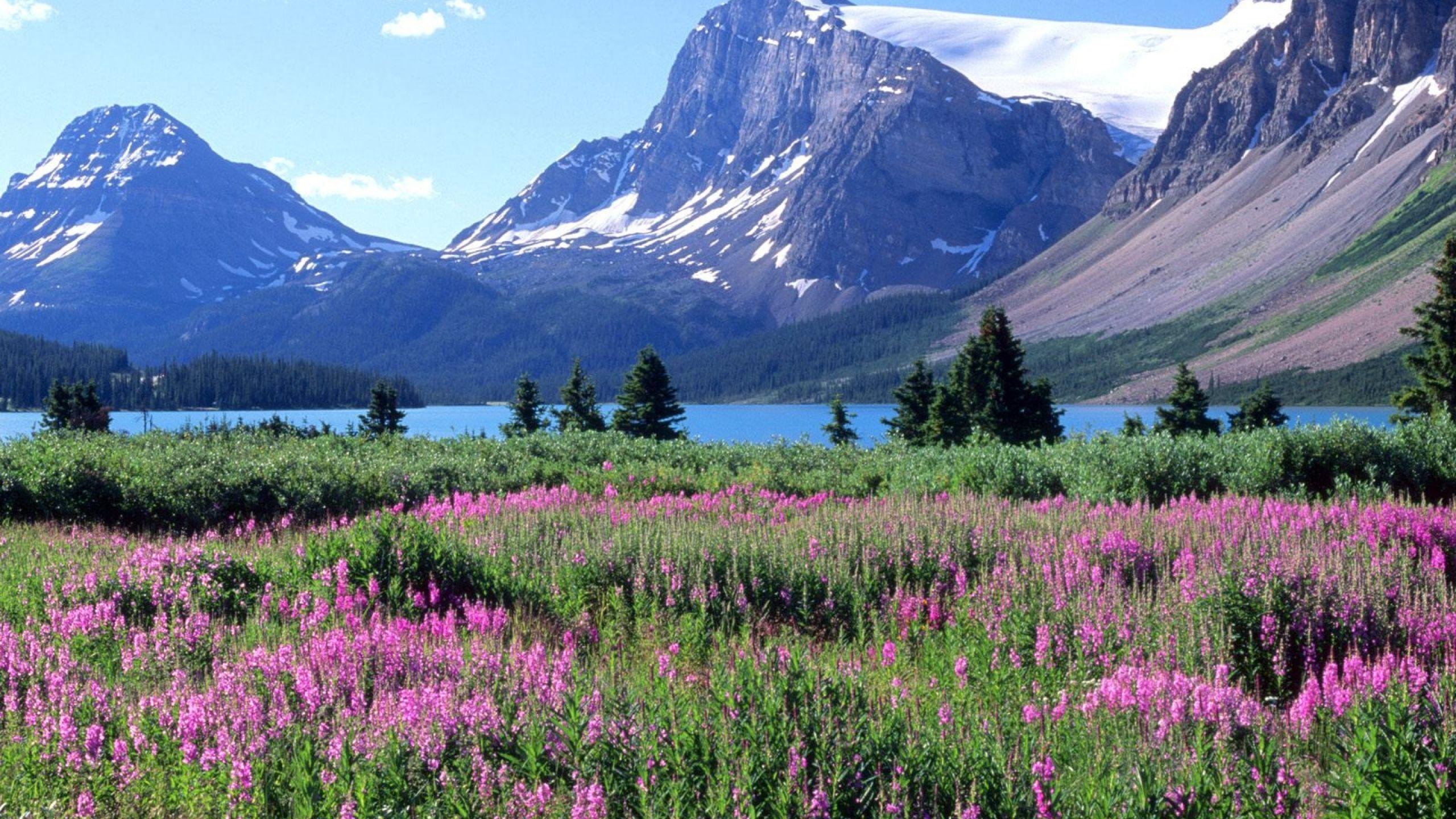 2560x1440 Download Wallpaper 2560x1440 Mountains, Trees, Flowers, Lake, Canada, Glade Mac iMac 27 HD Background. Rocky mountains, Beautiful mountains, Canadian rockies