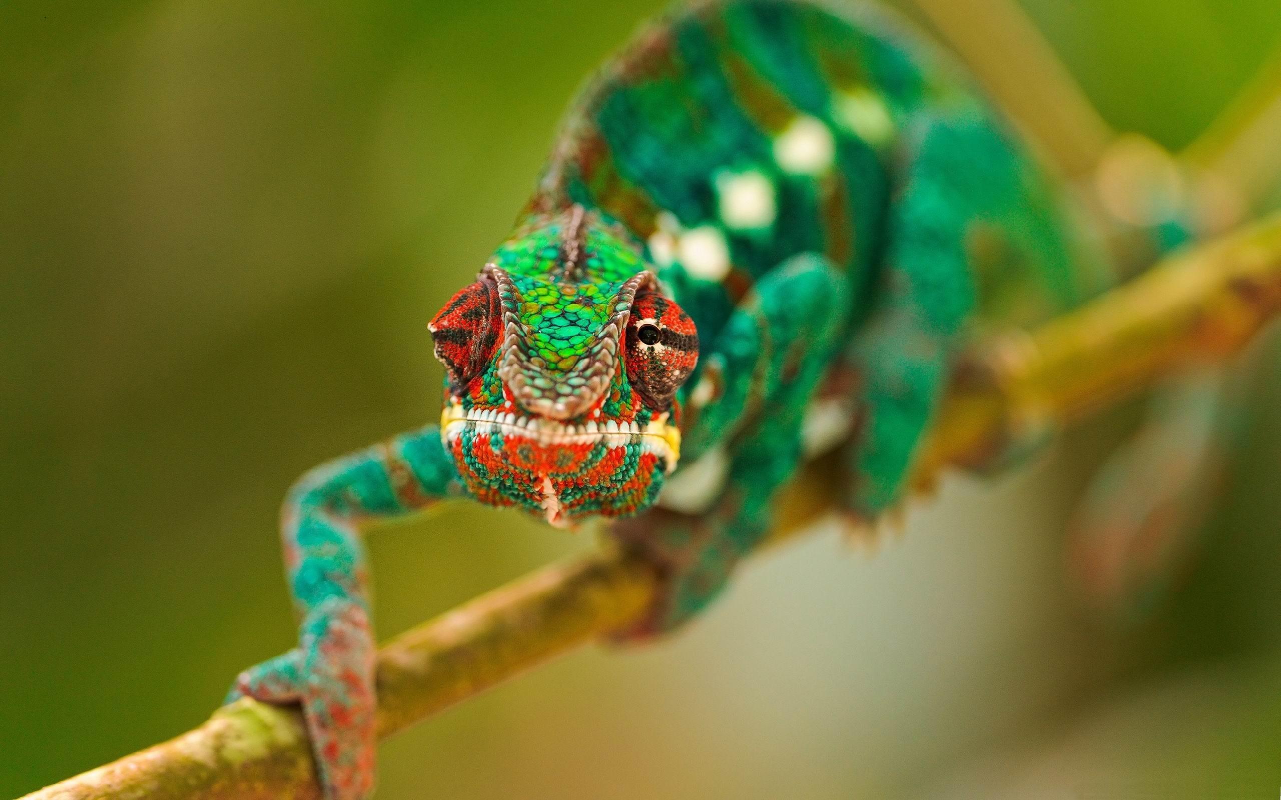Colorful Animal Wallpapers - Top Free Colorful Animal Backgrounds ...