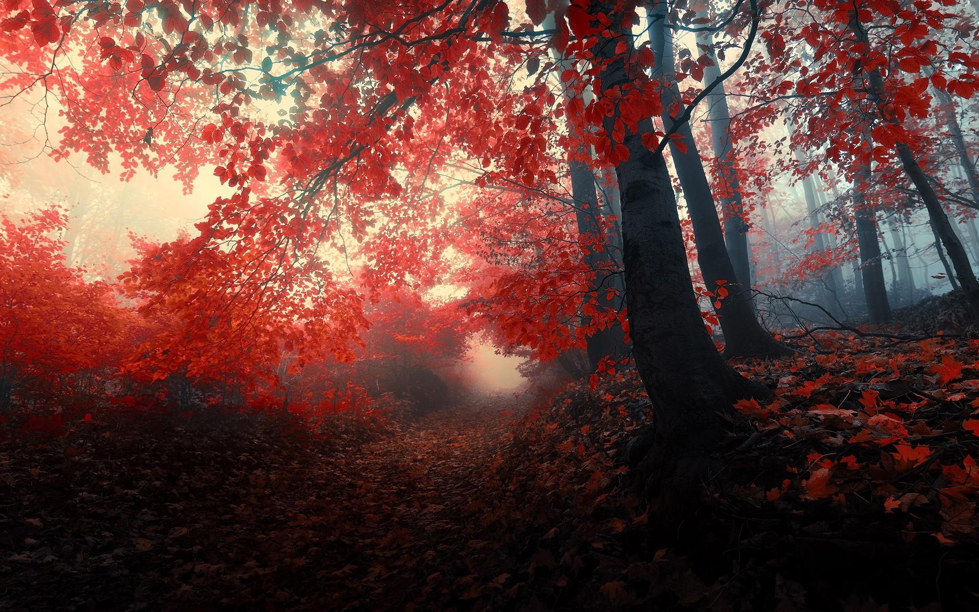 1920x1200 Free download the red forest HD Wallpaper 1920x1080 Path forest [1920x1200] for your Desktop, Mobile & Tablet. Explore Red Forest Wallpaper. Blood Red Wallpaper, Red Tree