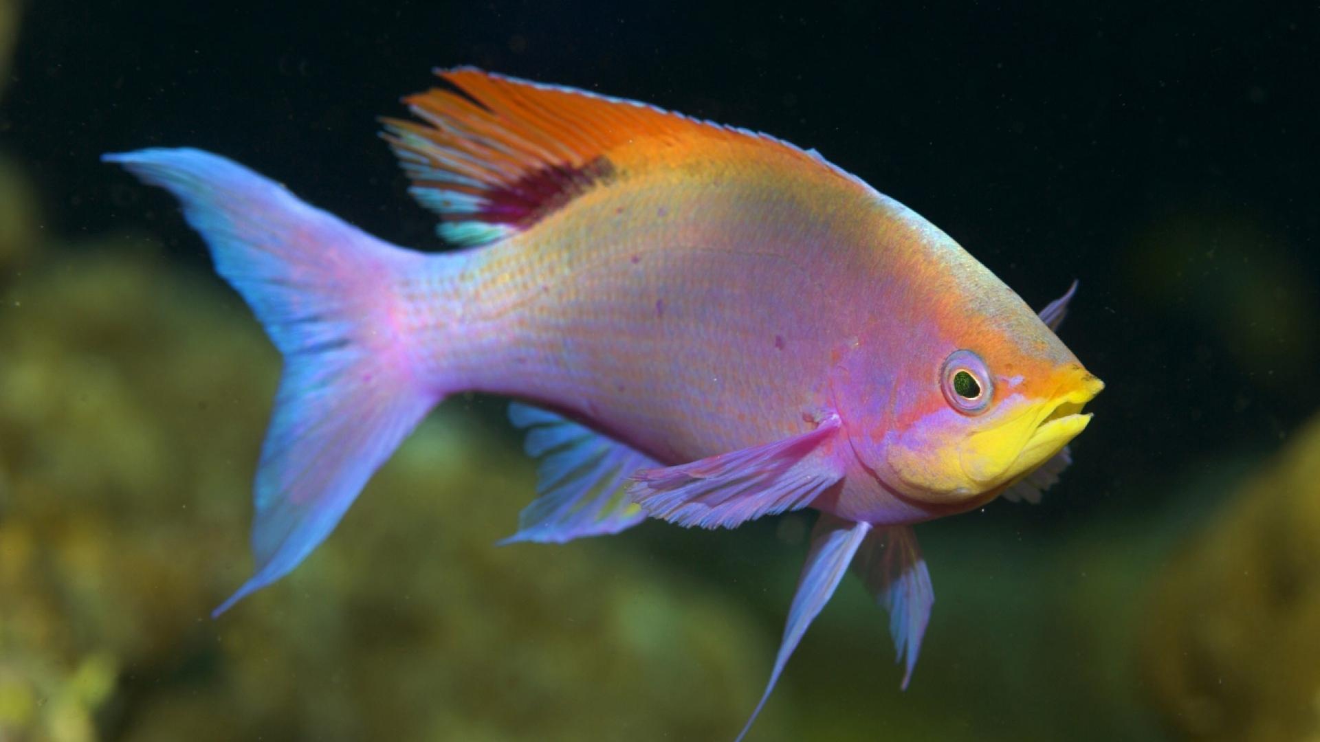 Rainbow Fish Wallpapers - Top Free Rainbow Fish Backgrounds ...