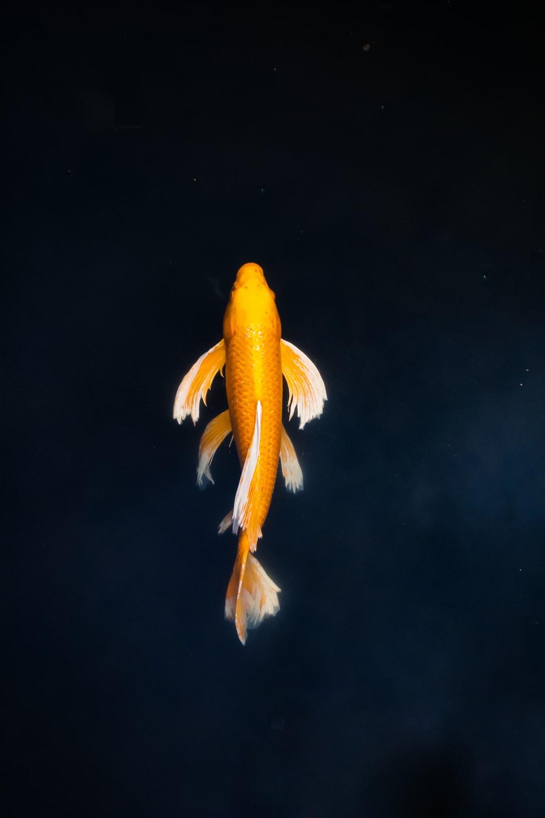 1080x1620 Koi Fish Picture. Download Free Image