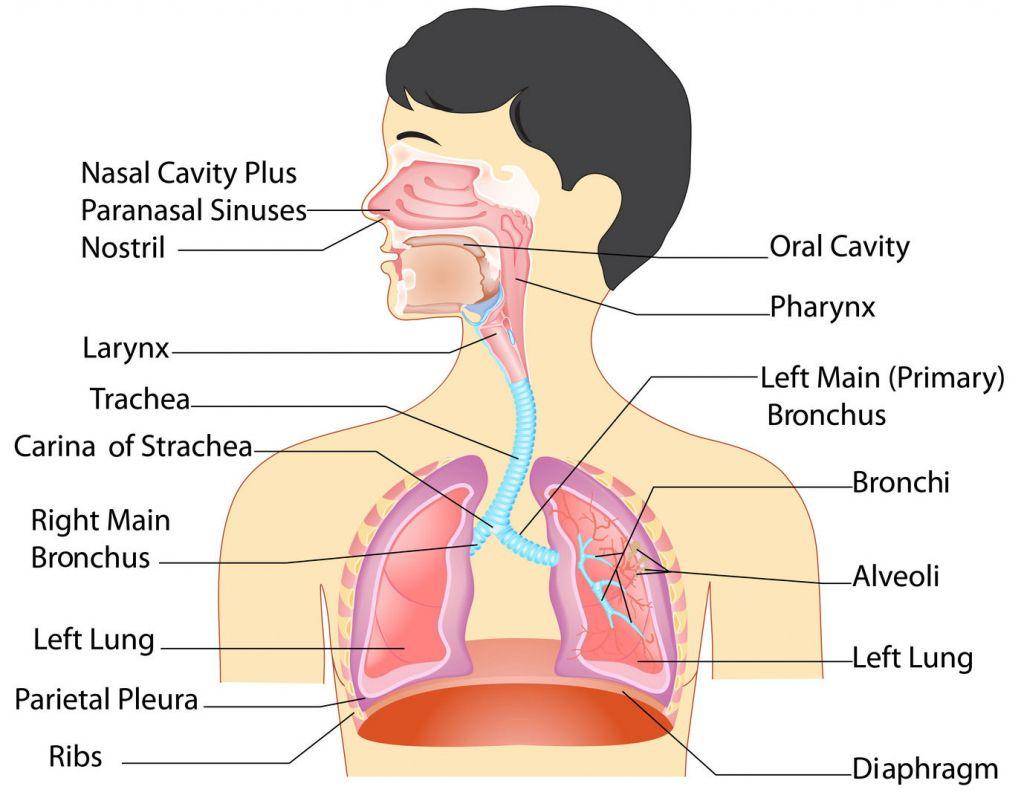 1024x795 Human Respiratory System HD Image Anatomy Of Respiratory System Parts And Functions New. Human respiratory system, Respiratory system anatomy, Respiratory system