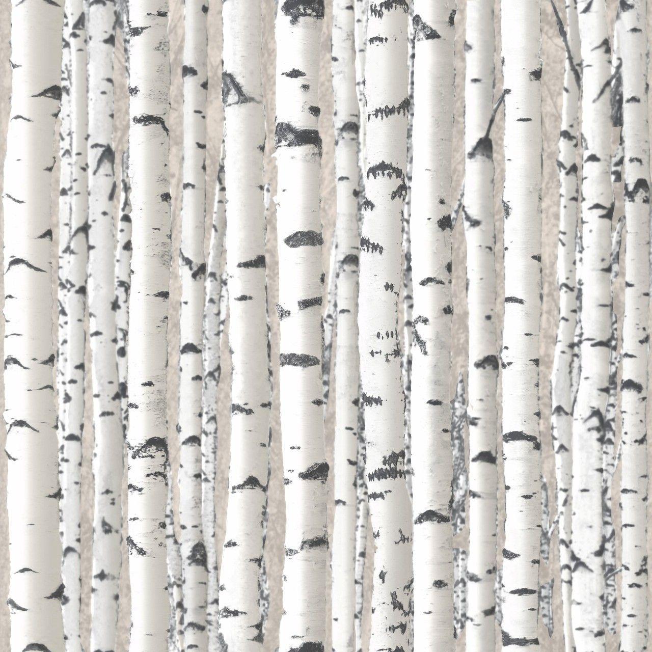 60 Birch HD Wallpapers and Backgrounds