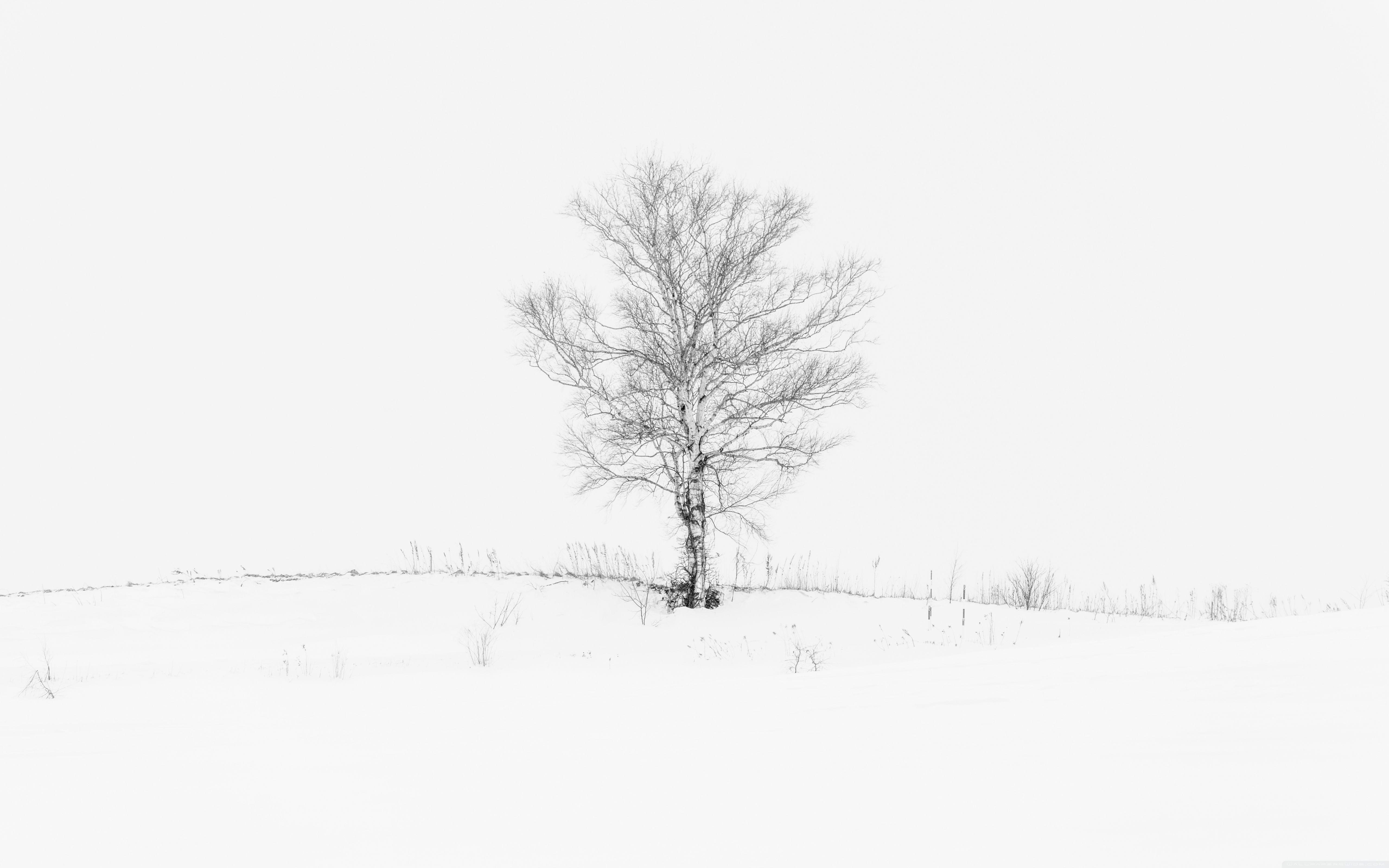 White Tree Wallpapers - Top Free White Tree Backgrounds - WallpaperAccess