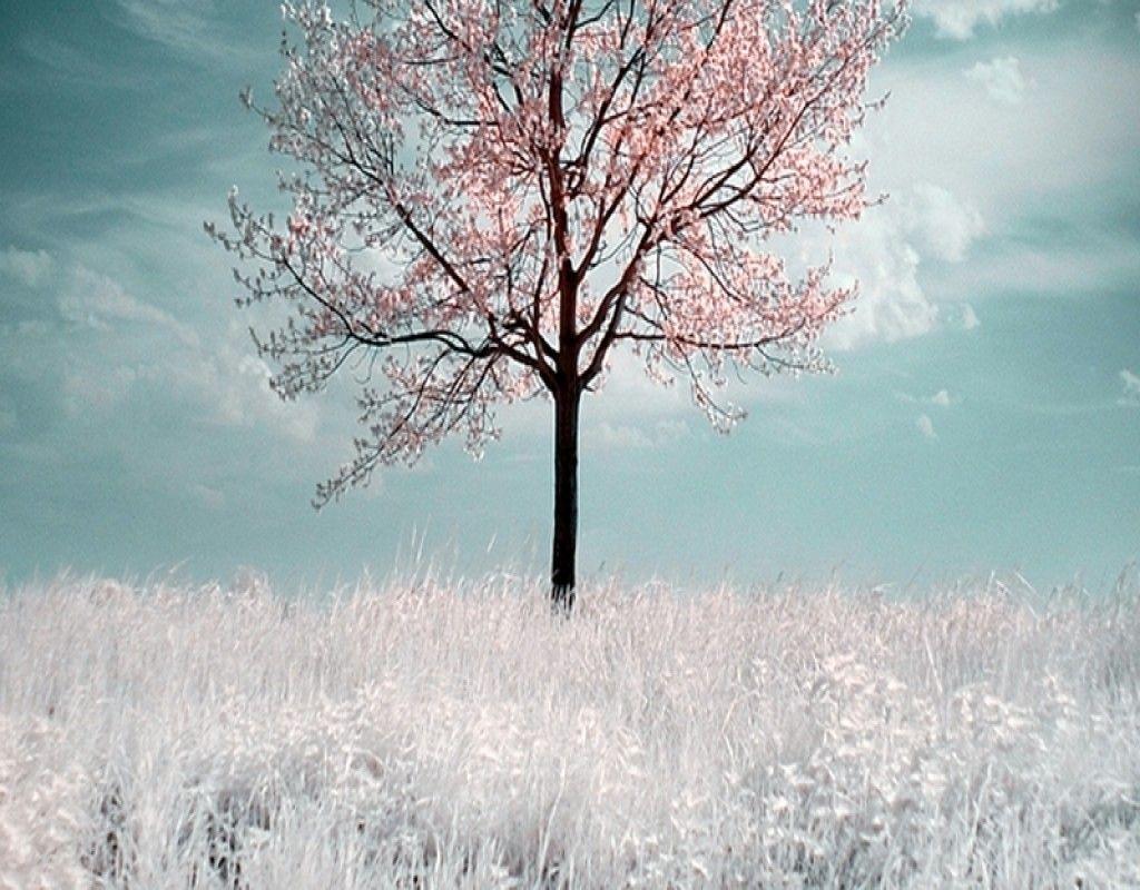 White Tree Wallpapers - Top Free White Tree Backgrounds - WallpaperAccess