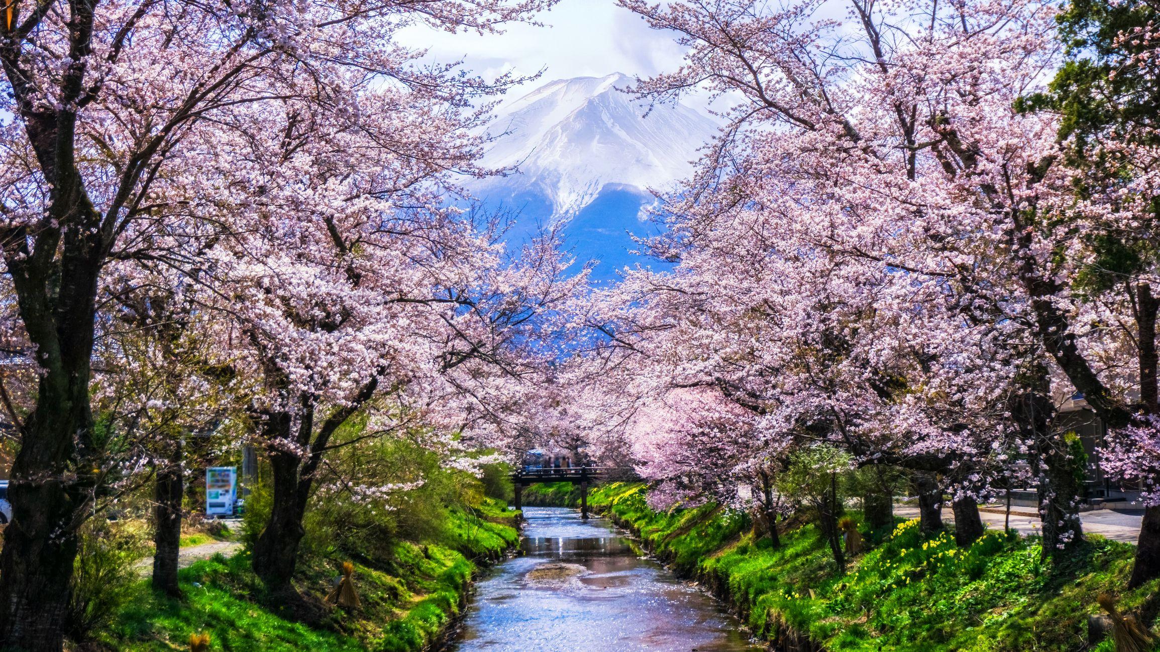 Japanese Sakura Trees Wallpapers - Top Free Japanese Sakura Trees
