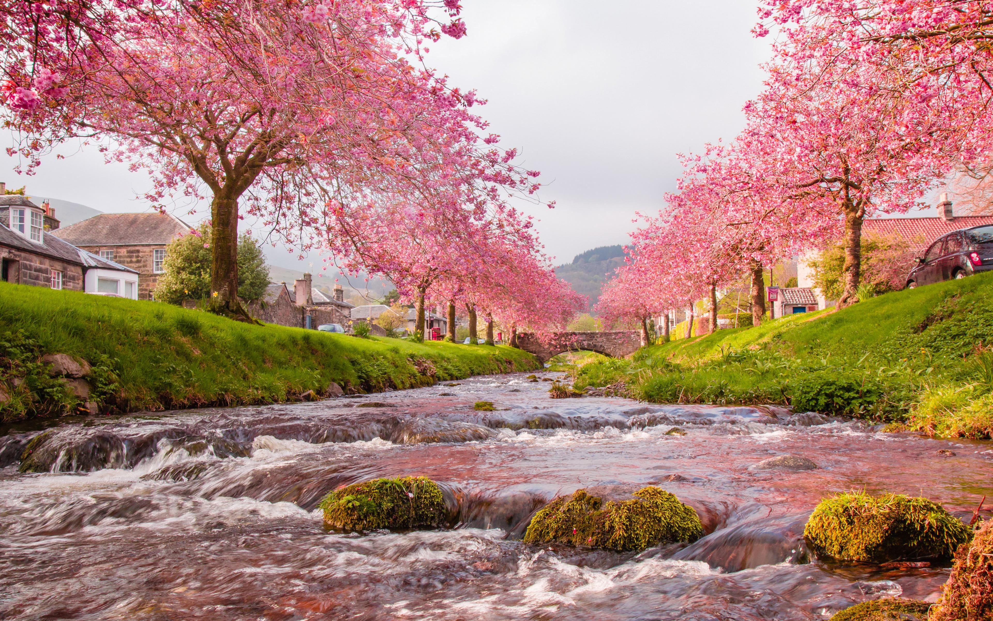 3840x2400 Japan Sakura River Blooming Trees, Pink Flowers, Green Grass Stones With Moss Background For Desktop And Mobile Phones :