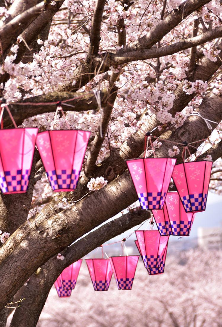 750x1100 All you need to know about Sakura Japanese Cherry Blossom trees. The Official Tokyo Travel Guide, GO TOKYO