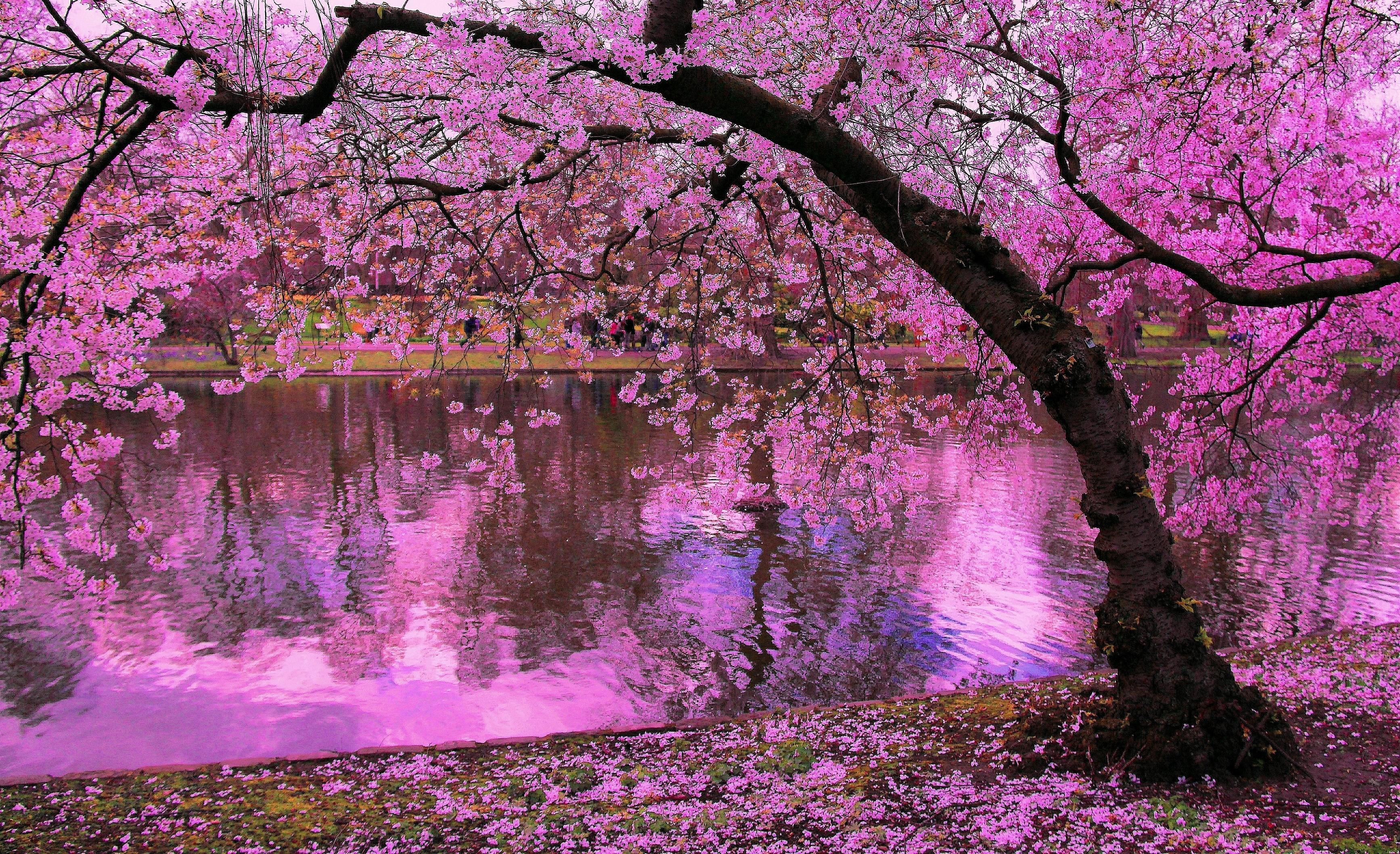 3469x2116 Cherry Blossom Tree Background
