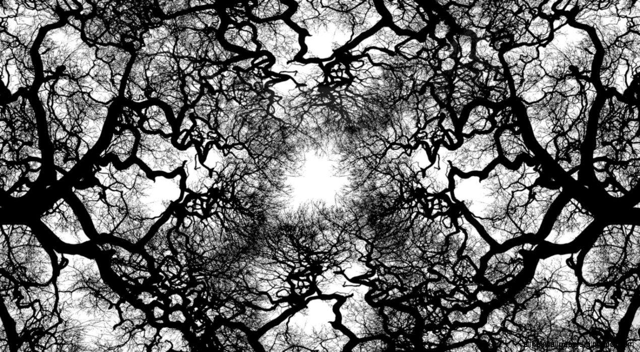 White Tree Wallpapers Top Free White Tree Backgrounds WallpaperAccess
