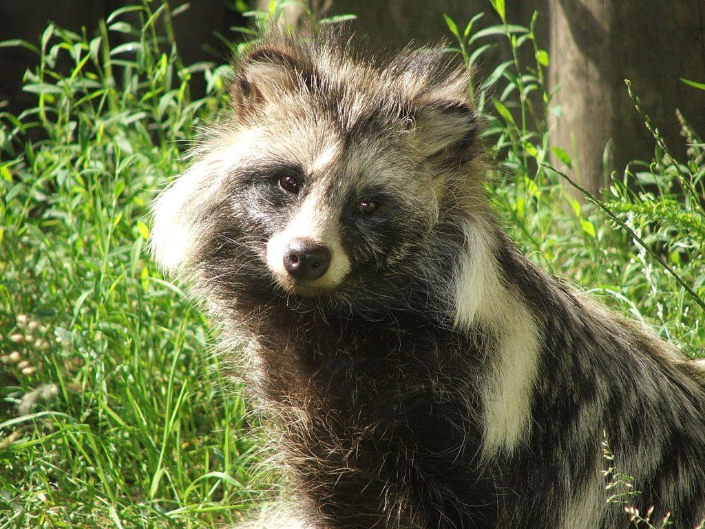 Tanuki Wallpapers Top Free Tanuki Backgrounds WallpaperAccess