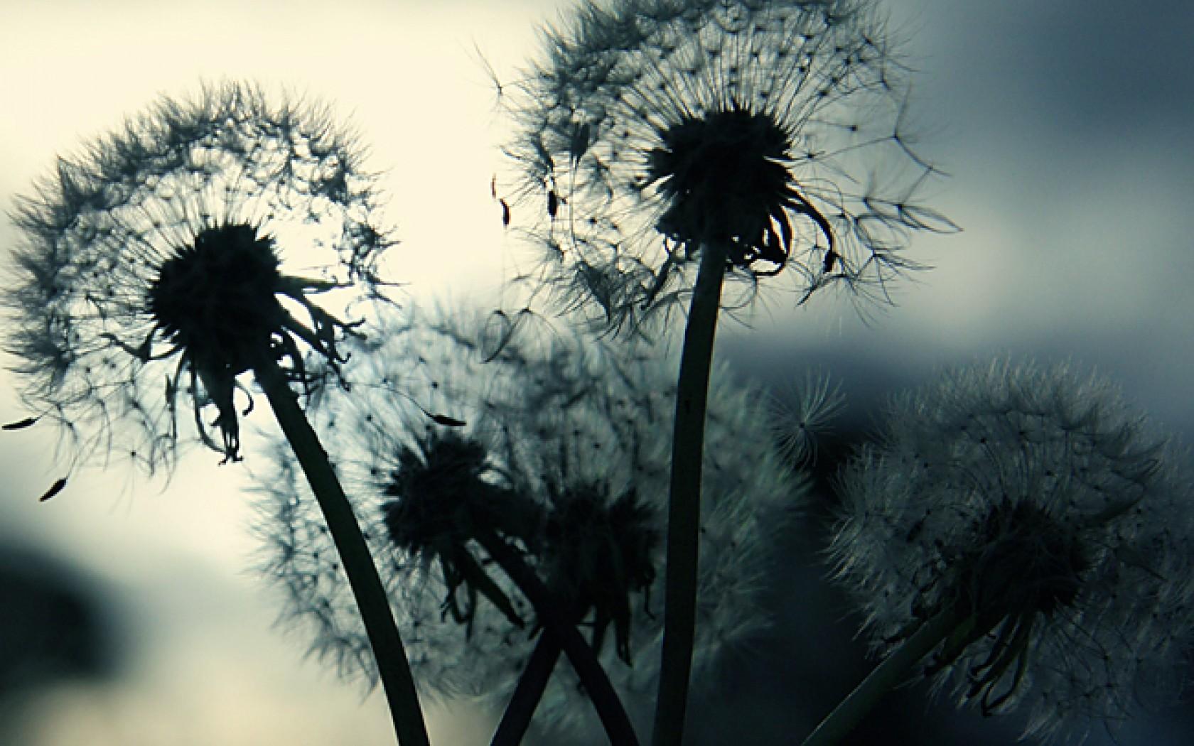1680x1050 Black and White Dandelion Wallpaper