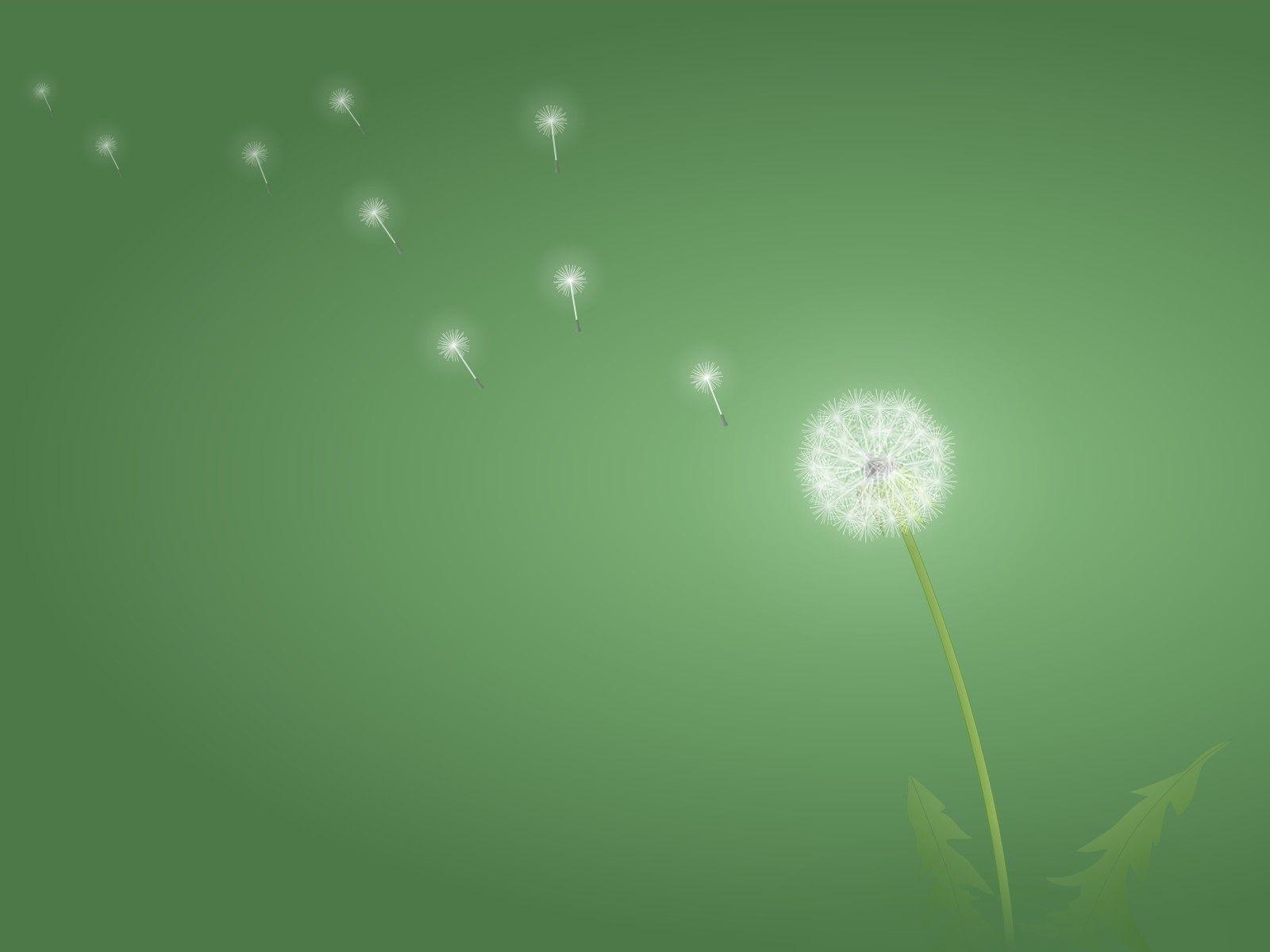 1600x1200 Dandelion Background