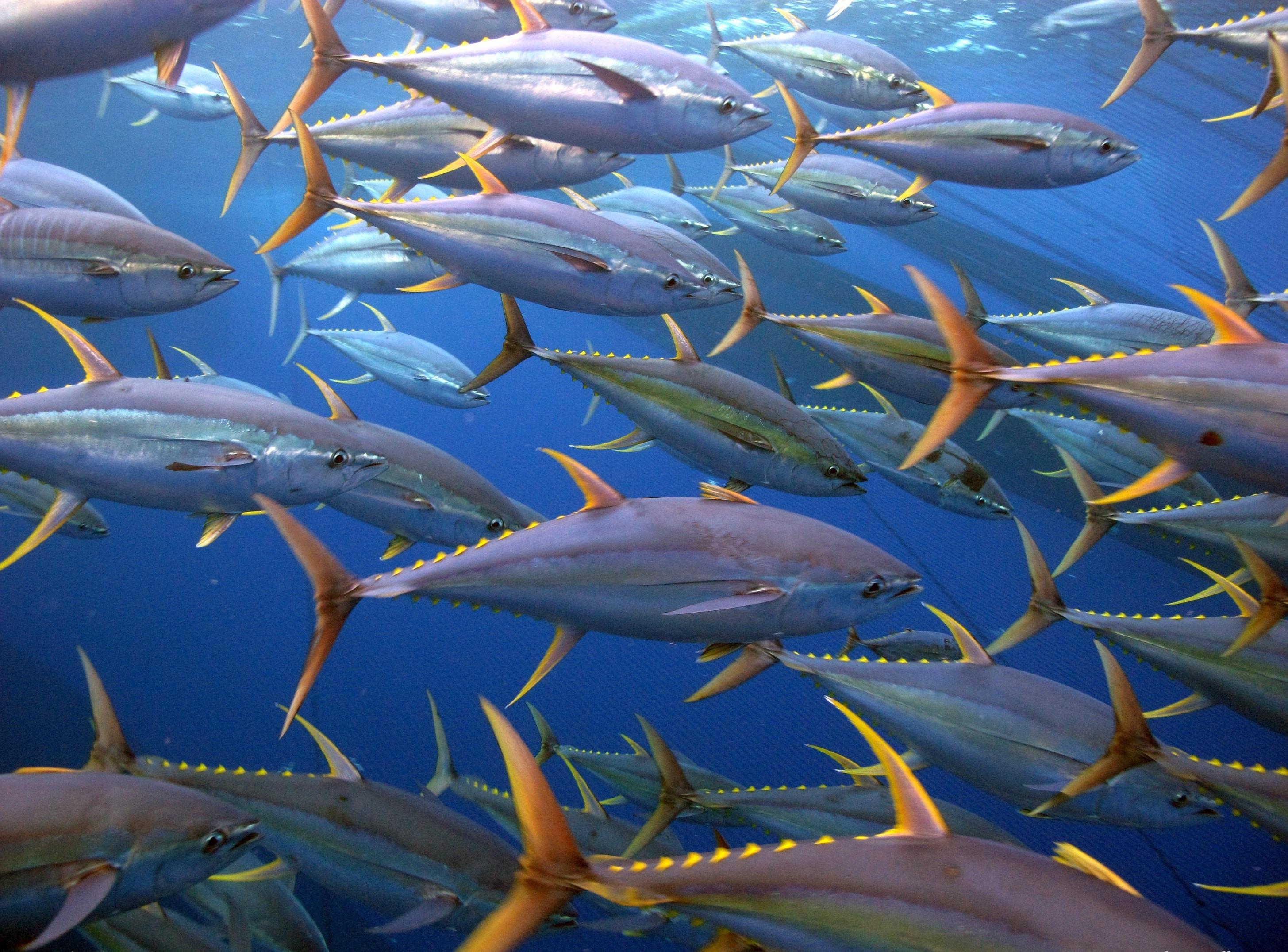 2911x2151 Free download Flock of Yellowfin tuna photo and wallpaper Cute Flock of [2911x2151] for your Desktop, Mobile & Tablet. Explore Tuna Wallpaper. Tuna Wallpaper