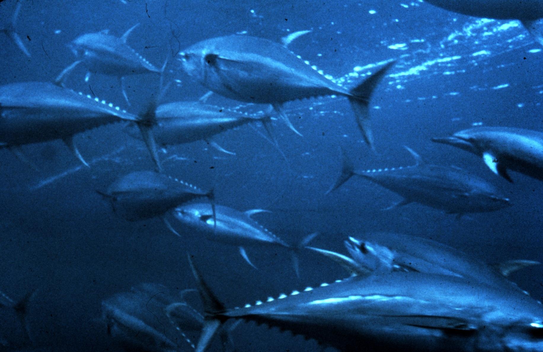 1832x1188 Free download tuna Computer Wallpaper Desktop Background 1832x1188 [1832x1188] for your Desktop, Mobile & Tablet. Explore Tuna Wallpaper. Tuna Wallpaper