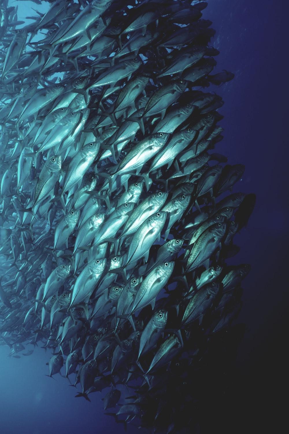 1000x1500 Tuna Fish Picture. Download Free Image