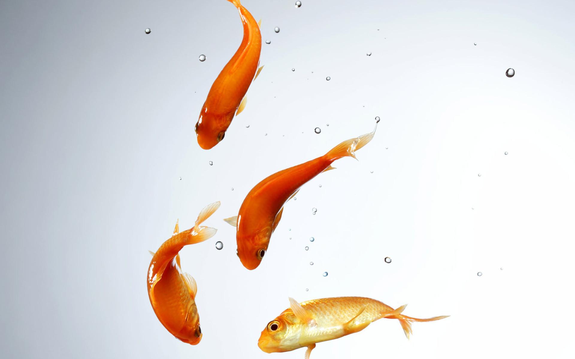1920x1200 Title Animal Goldfish Fish Wallpaper Fish Png HD Wallpaper