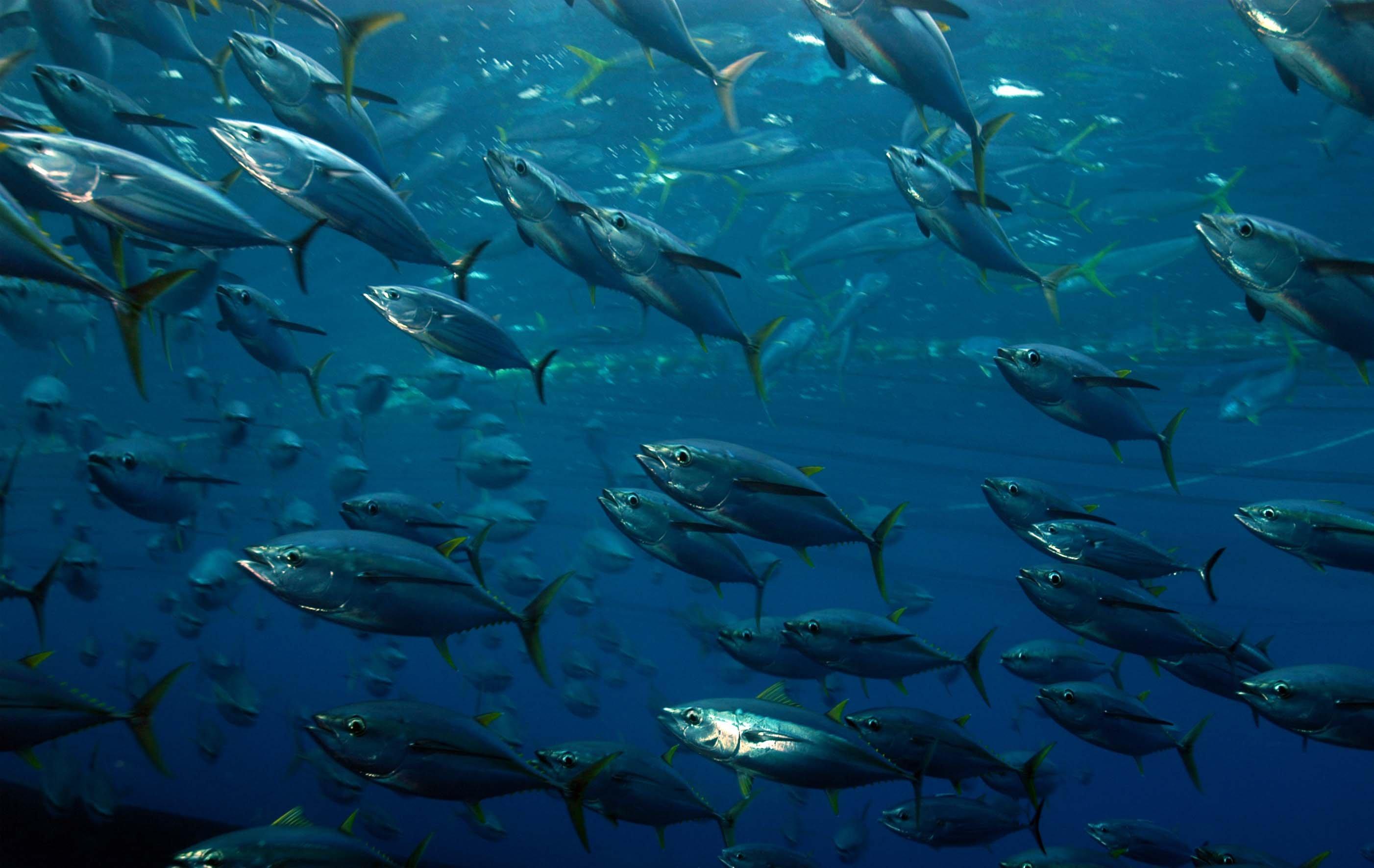 2804x1772 Free download Tuna HD Wallpaper THIS Wallpaper [2804x1772] for your Desktop, Mobile & Tablet. Explore Tuna Wallpaper. Tuna Wallpaper