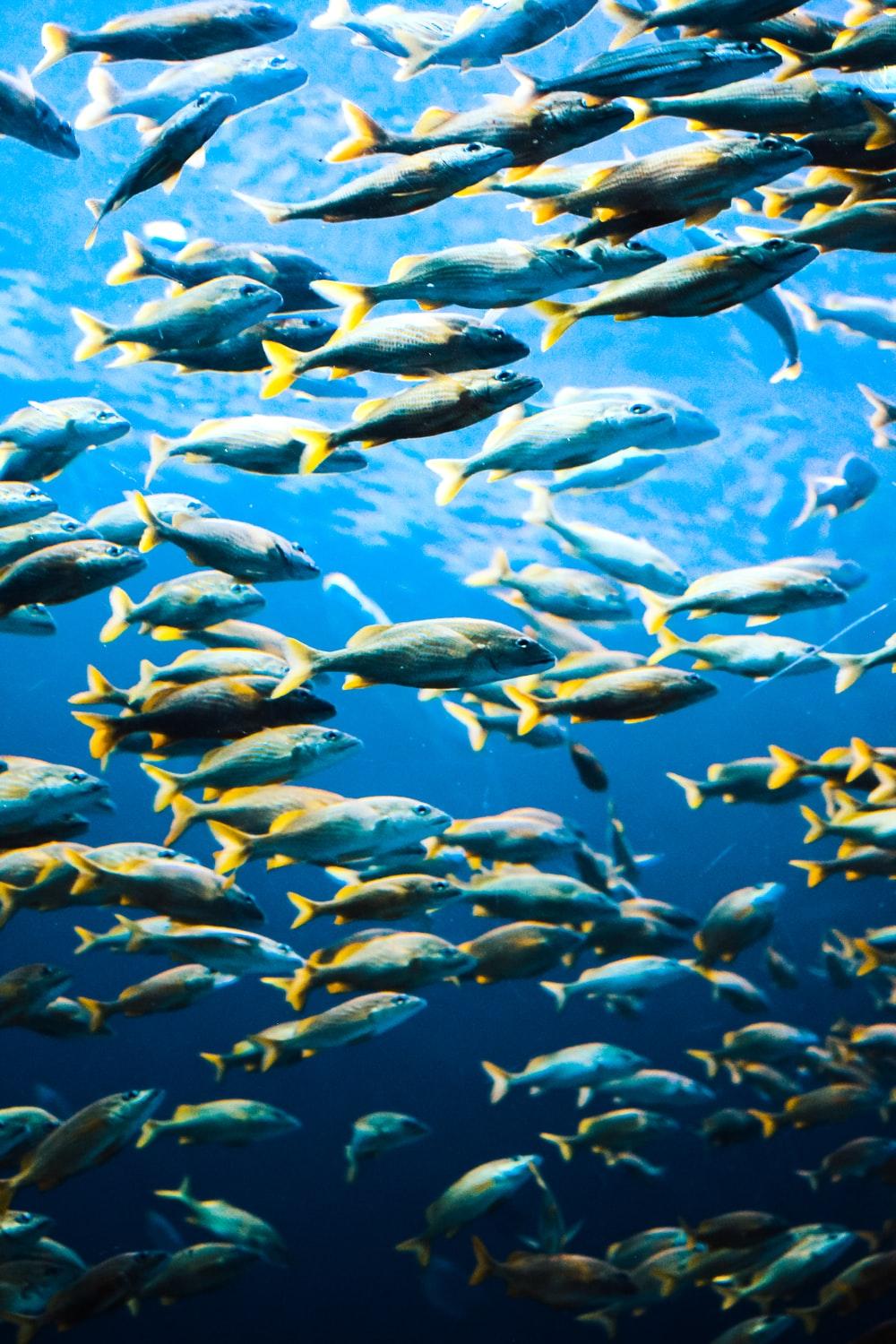 1000x1500 Fish Wallpaper: Free HD Download [HQ]