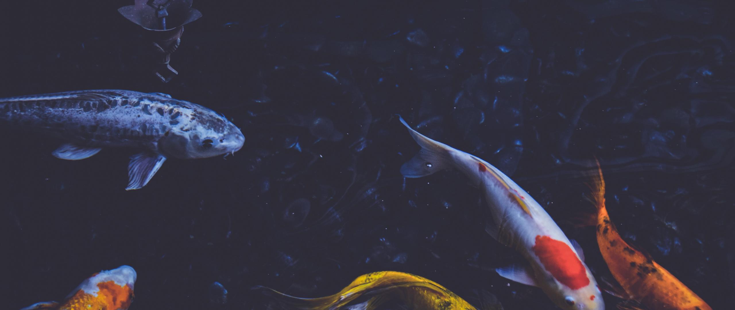 2560x1080 Desktop Wallpaper Fish, Underwater, Swimming, HD Image, Picture, Background, Ks Nh0