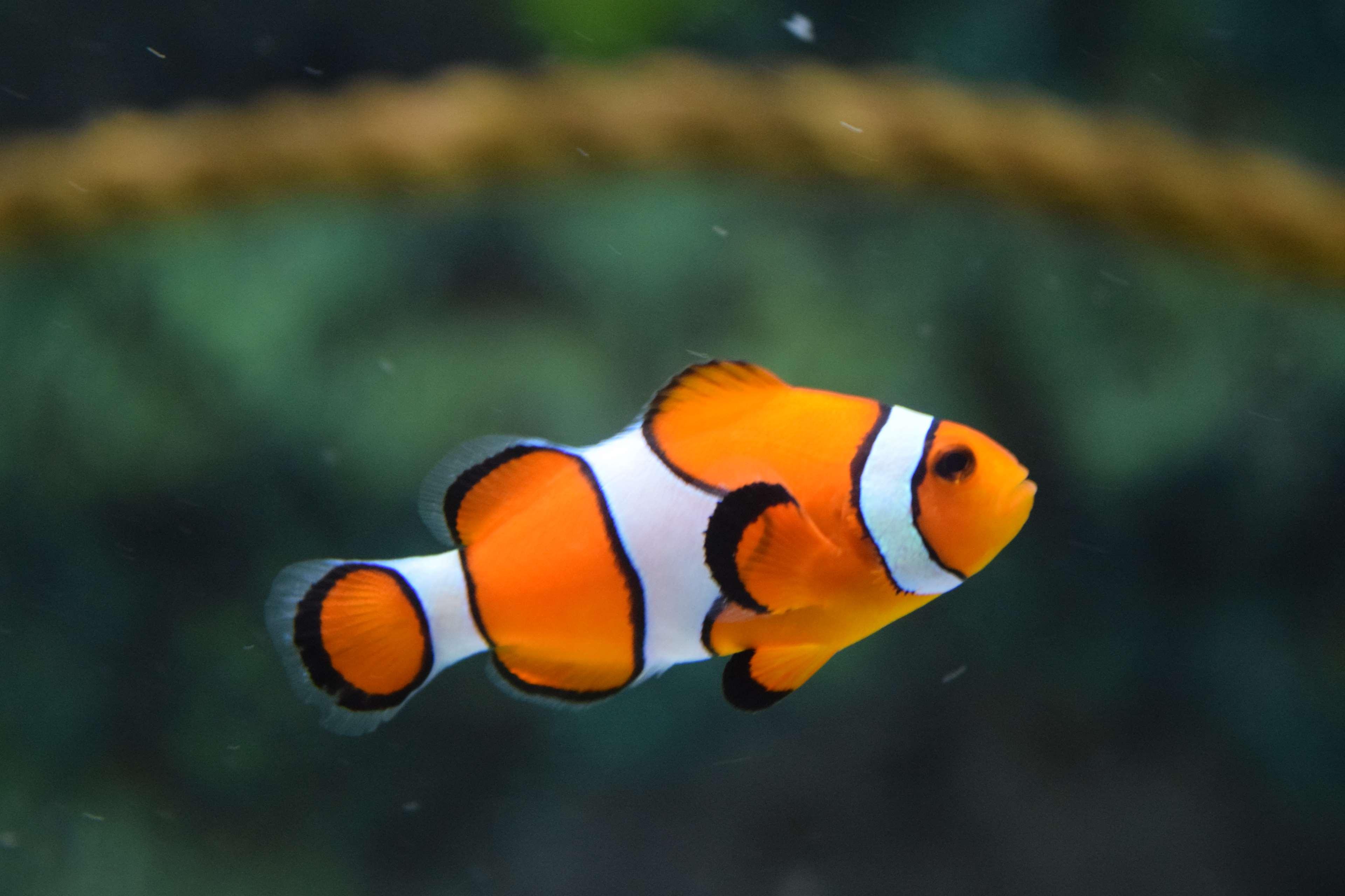 3840x2560 animal, clown fish, fish, swimming, underwater, water 4k wallpaper