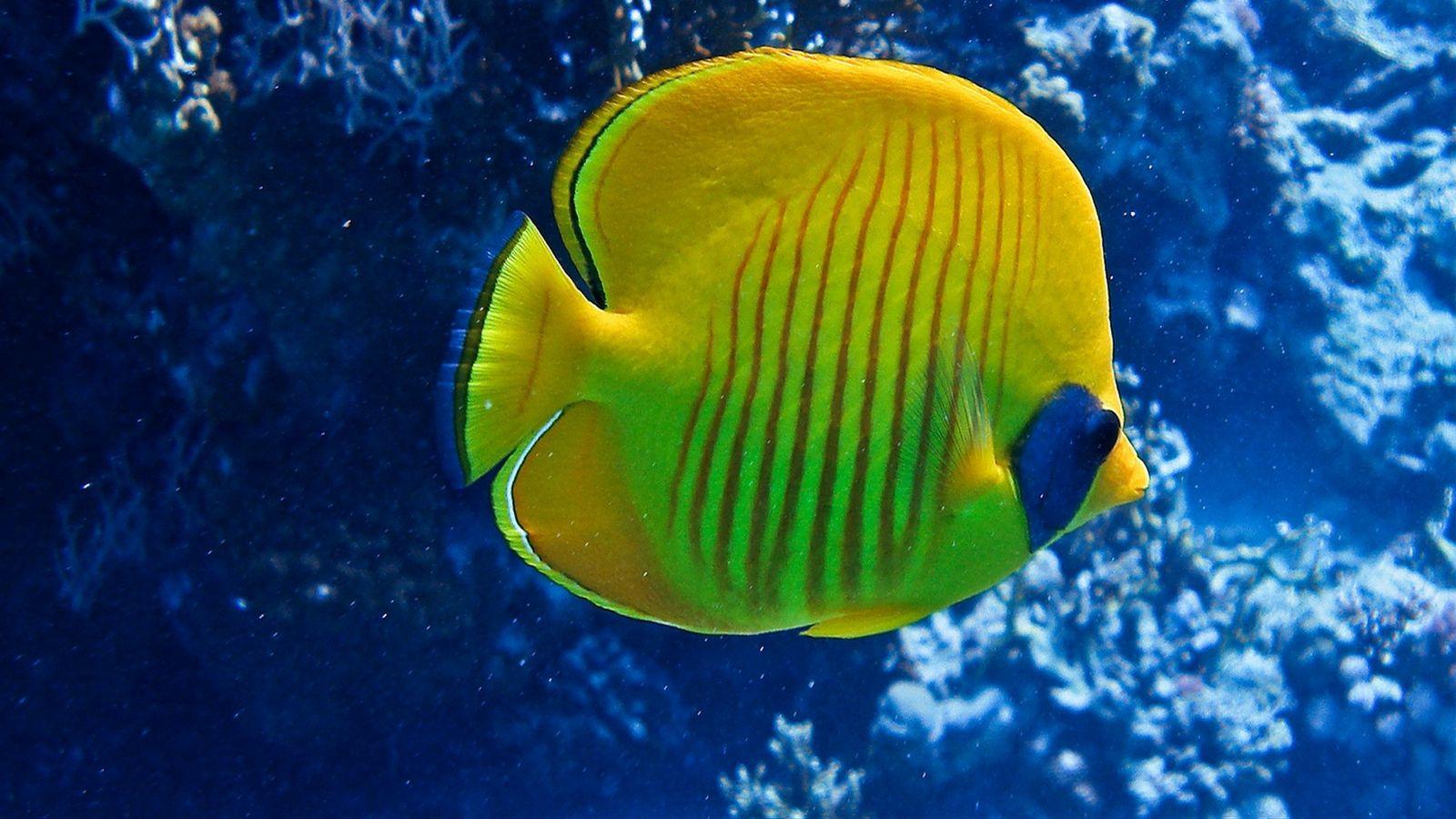 1600x900 Download wallpaper 1600x900 fish, underwater, swimming, striped widescreen 16:9 HD background