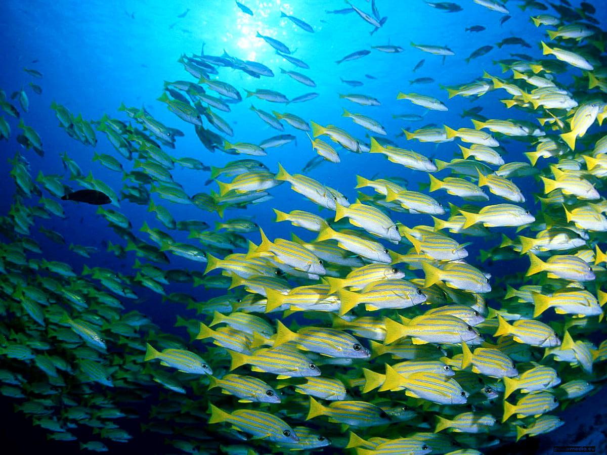 1200x900 Ocean Life, Aquarium, Reef wallpaper. FREE Download background