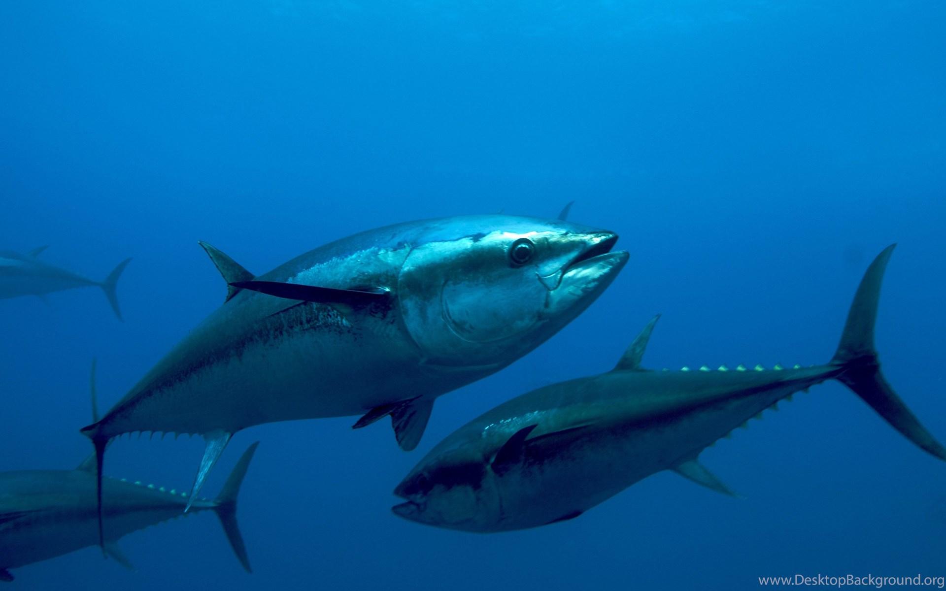 1920x1200 Tuna HD Wallpaper, Tuna Fish Image, New Wallpaper Desktop Background