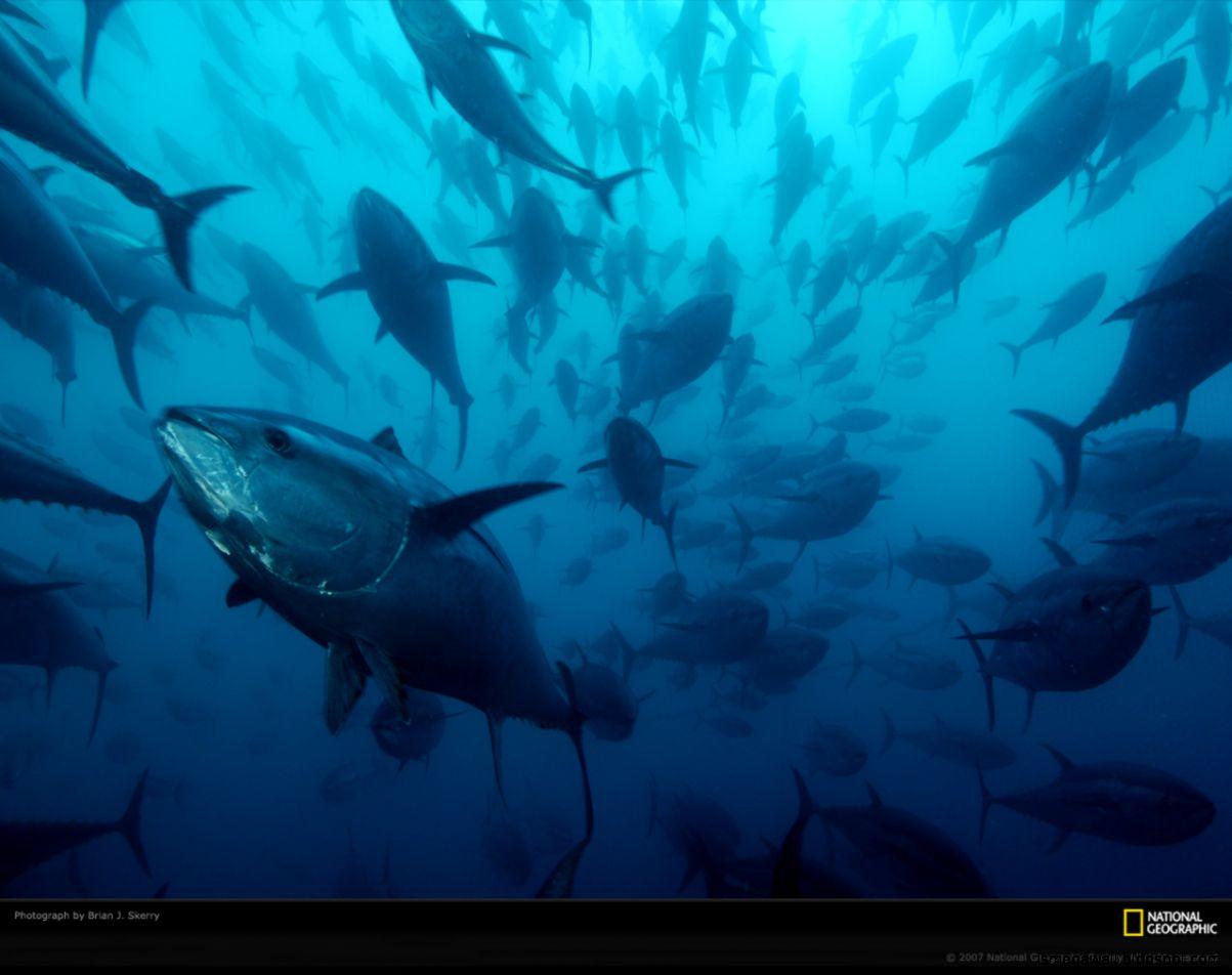 1203x952 Caged Bluefin Tuna Wallpaper