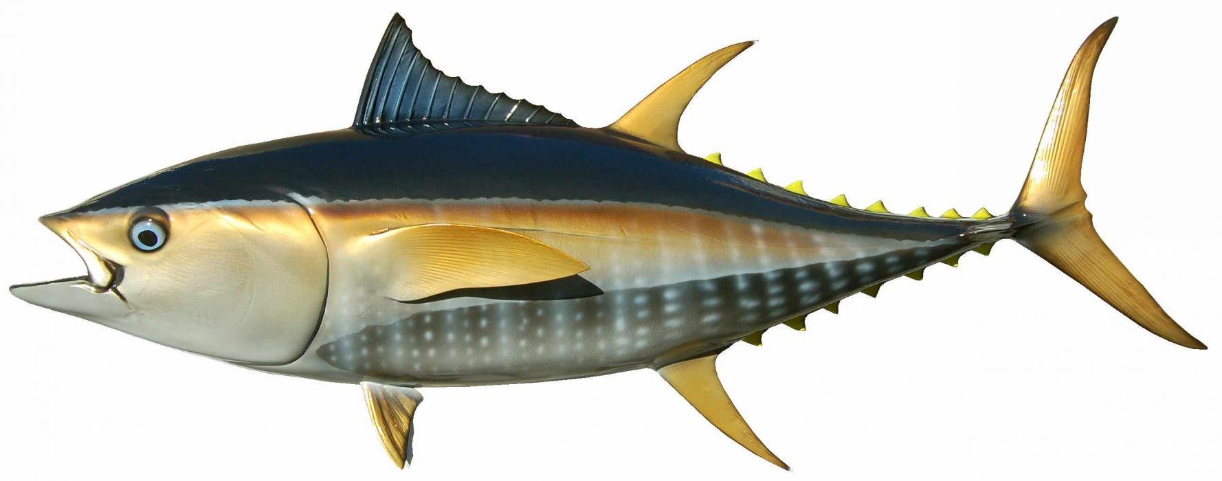 1778x700 TUNA ocean sea underwater fish fishes wallpaperx1032