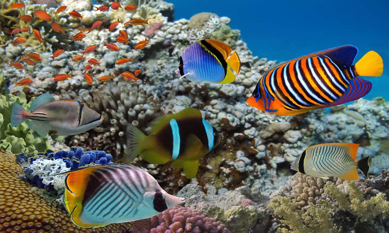 1366x820 Tropical Fish Wallpaper Mural