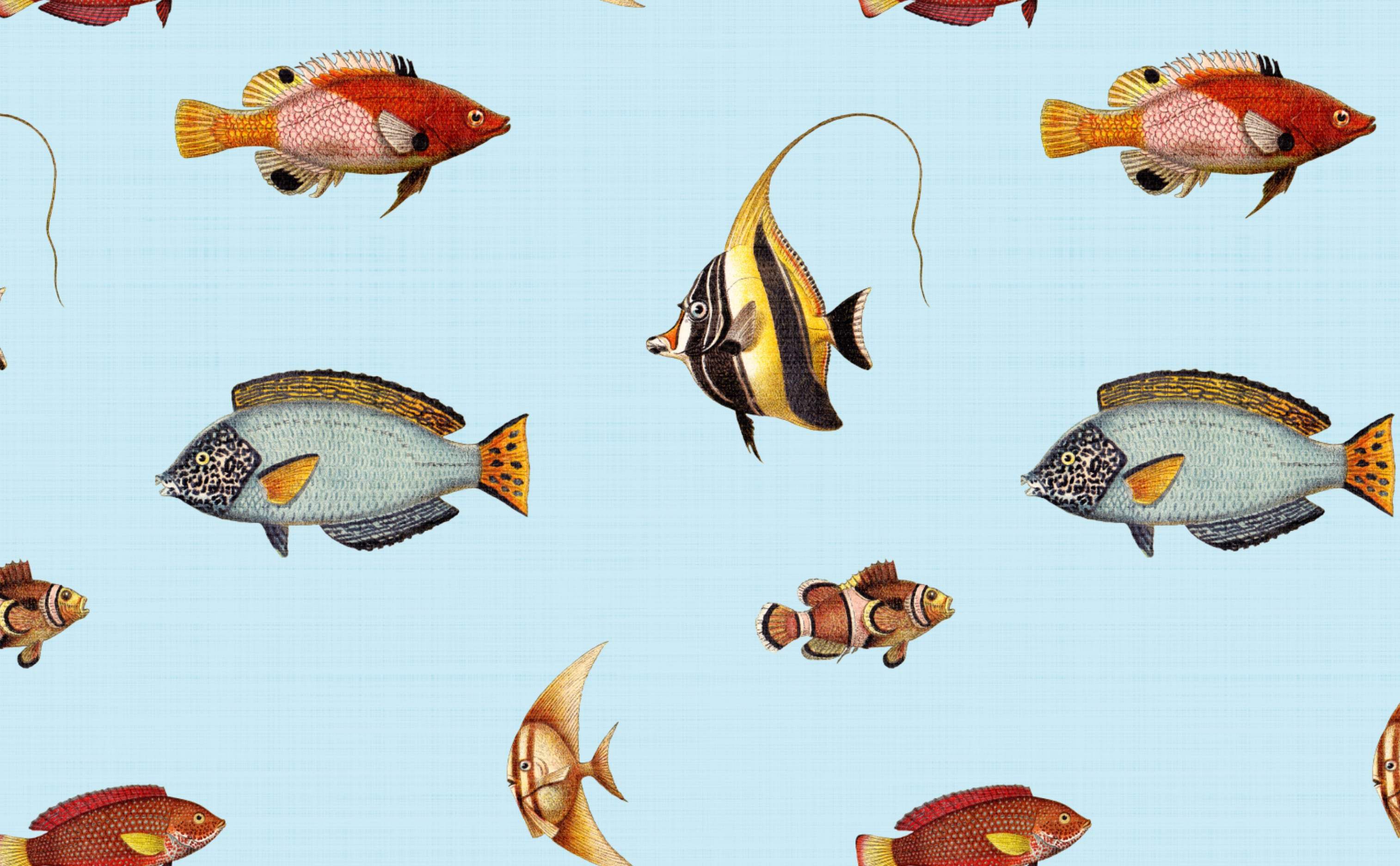 3028x1872 Ocean Reef Fish Wallpaper for Walls