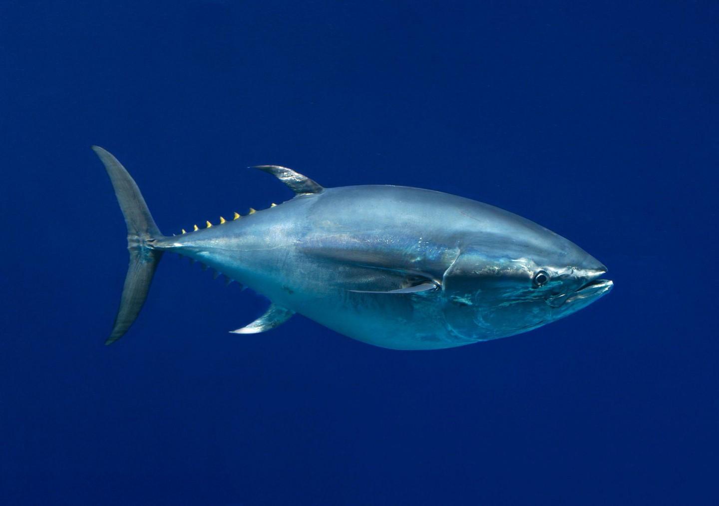 1440x1013 Free Download Tuna Latest Screensaver Animals Wallpaper