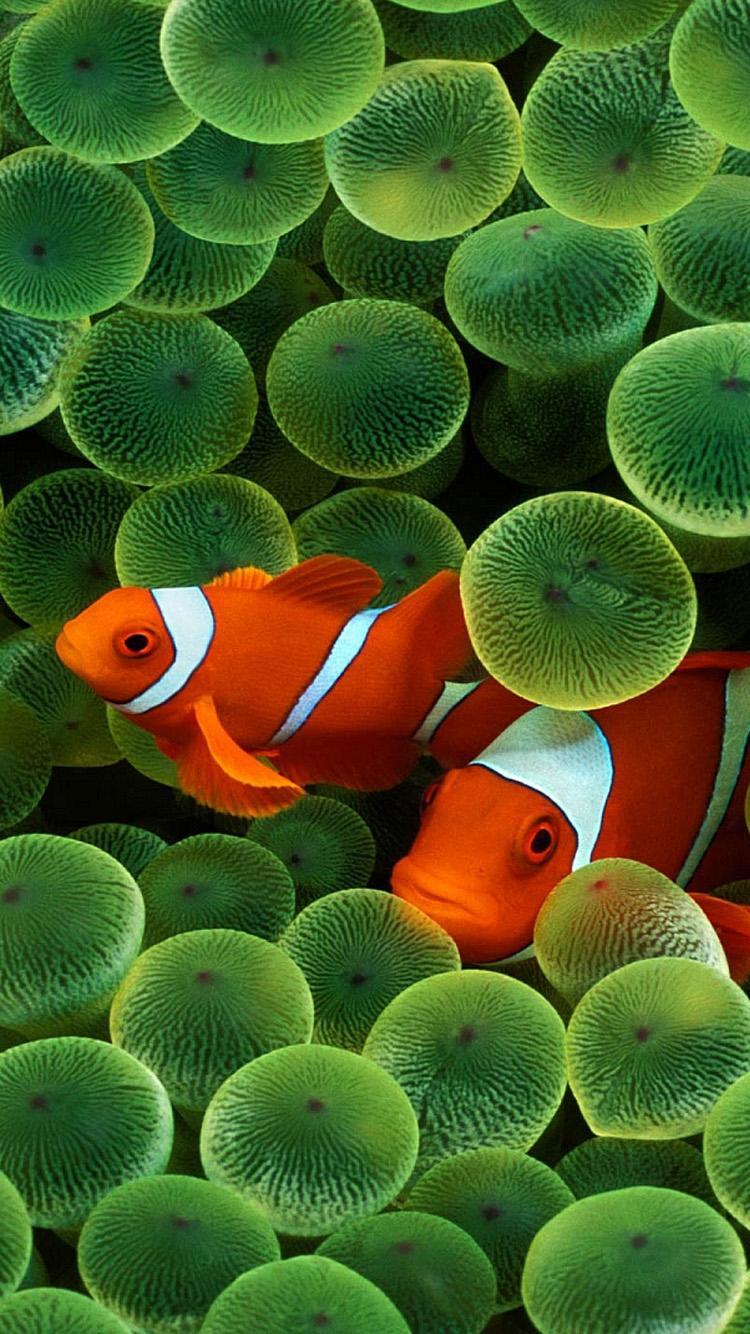 750x1334 iPhone Fish Background