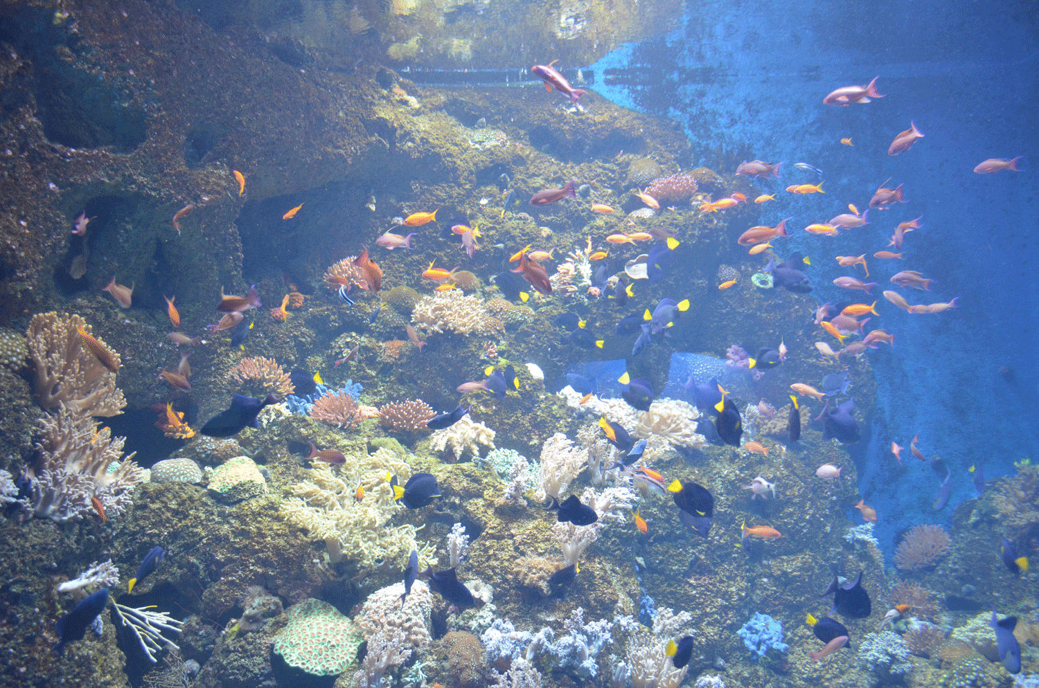 1500x994 Aquarium Fish Wallpaper Gif 1000 Aquarium Ideas