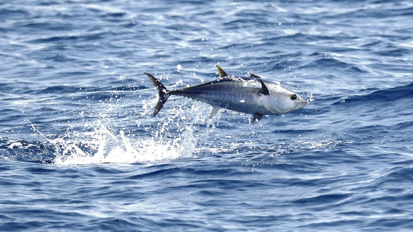 1440x810 Free Download Tuna 5K Animals Wallpaper