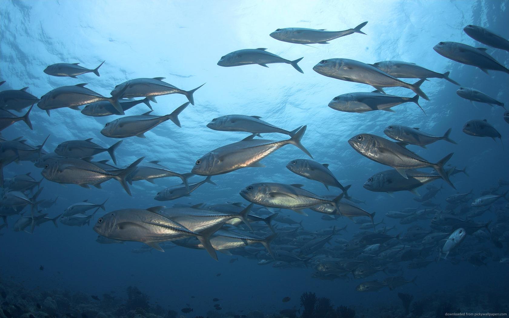 1680x1050 Free download Fish in Water Wallpaper [1680x1050] for your Desktop, Mobile & Tablet. Explore Tuna Wallpaper. Tuna Wallpaper