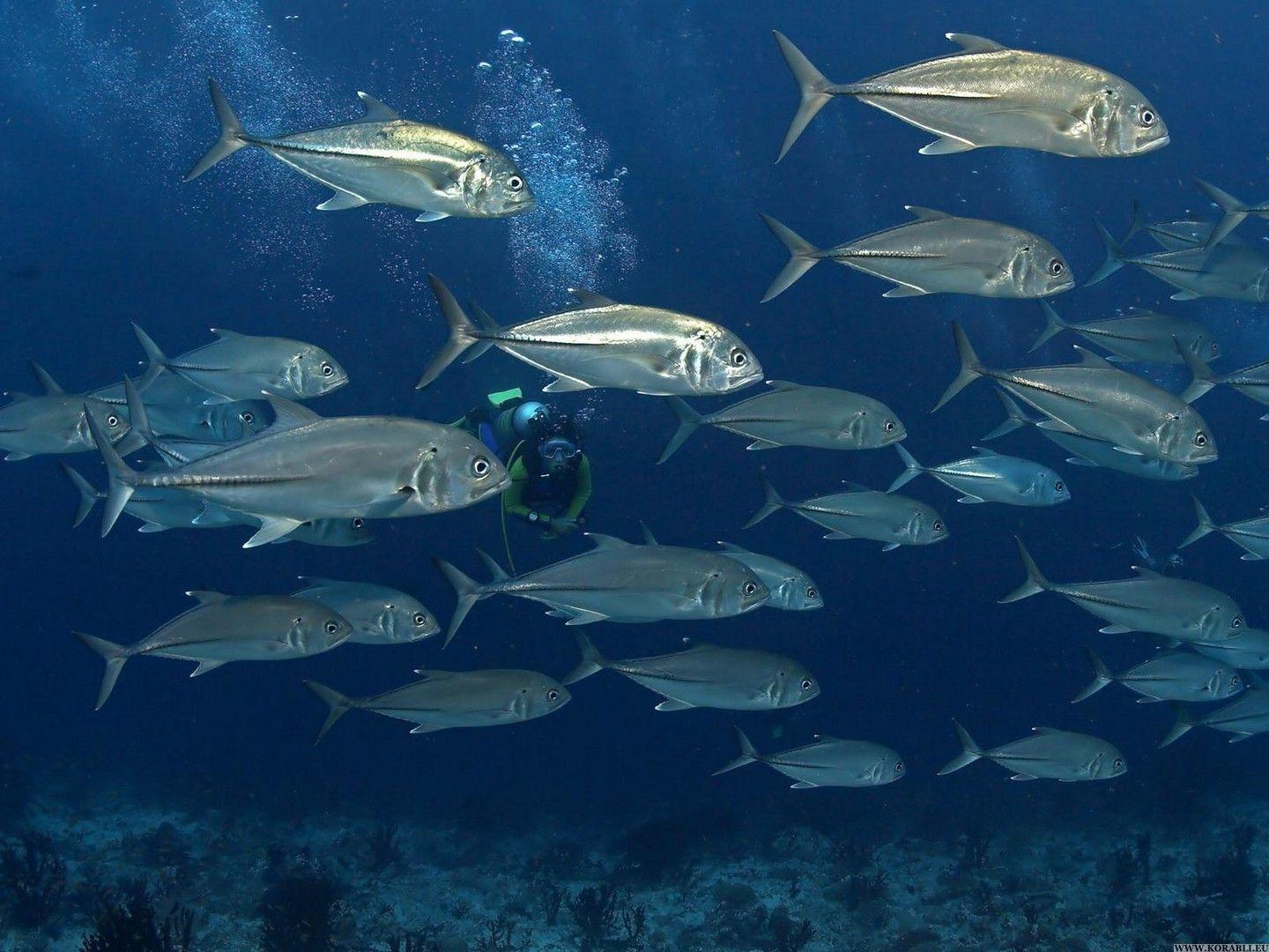 1440x1080 tuna wallpaper free. Underwater world, Animals, Underwater