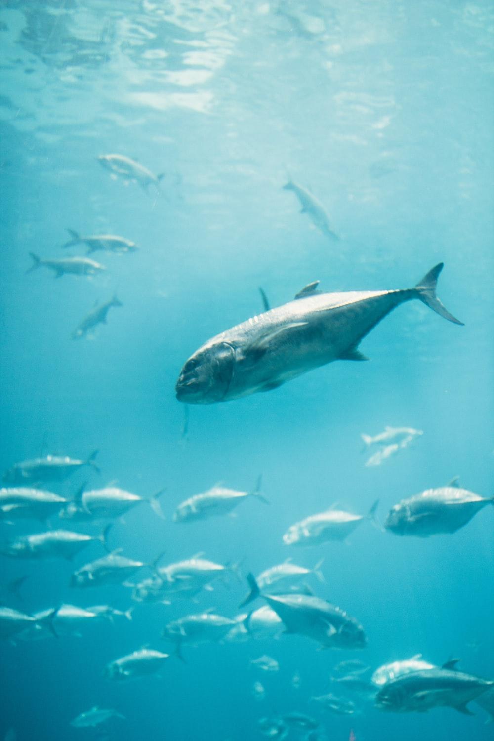 1000x1500 Bluefin Tuna Picture. Download Free Image