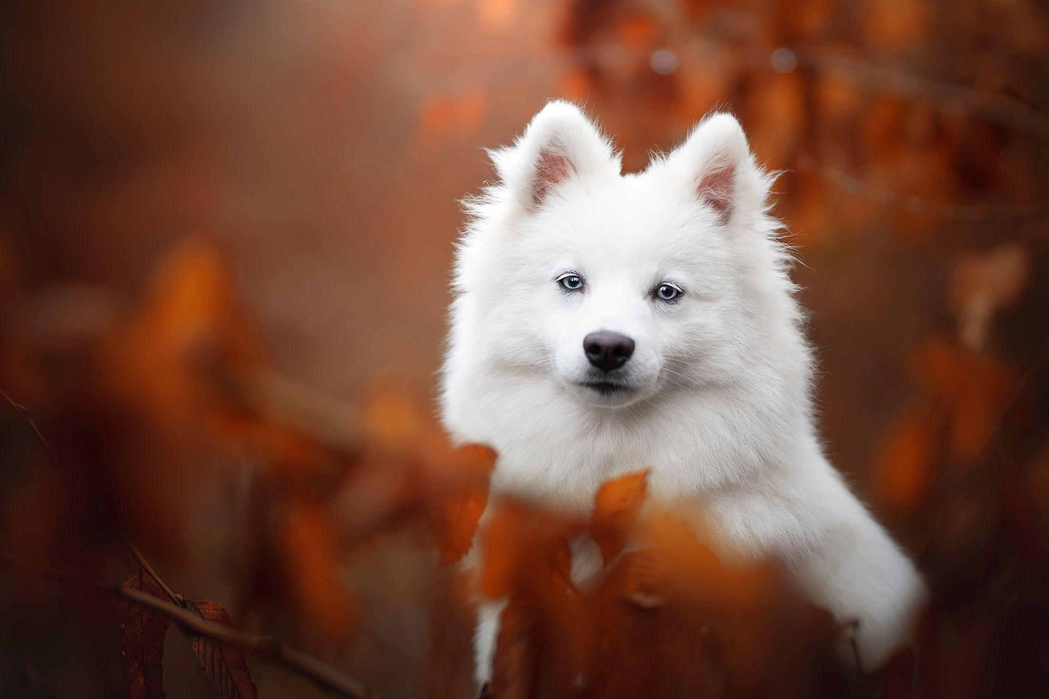 Japanese Spitz Wallpapers Top Free Japanese Spitz Backgrounds Wallpaperaccess