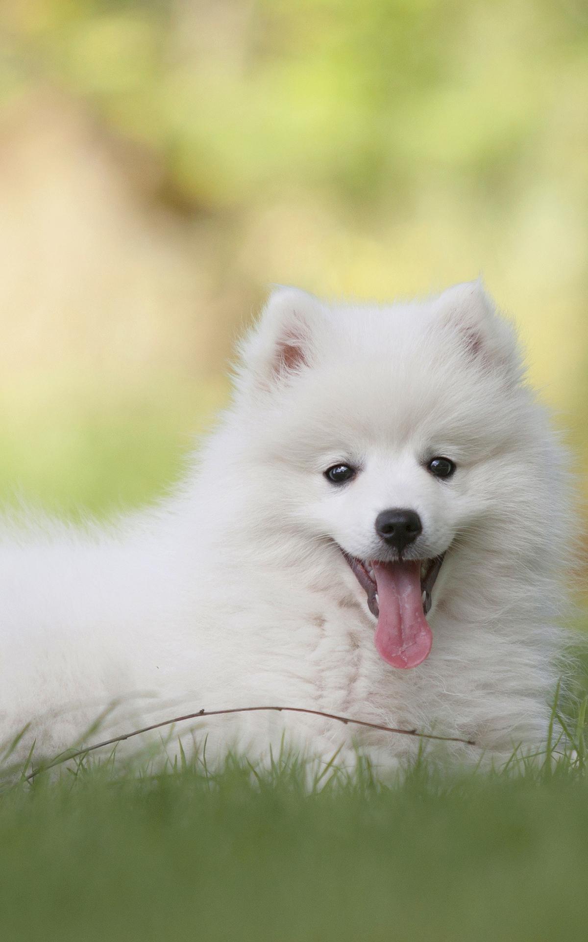 Japanese Spitz Wallpapers Top Free Japanese Spitz Backgrounds Wallpaperaccess