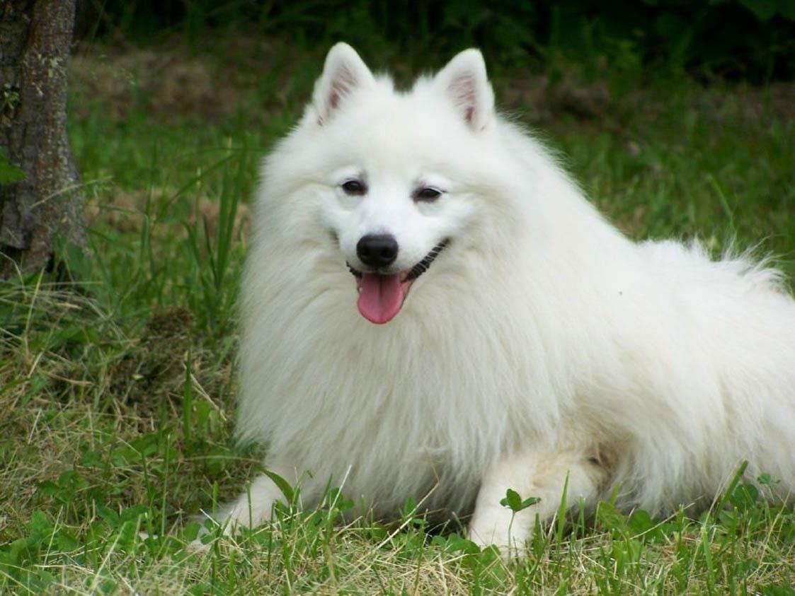 1123x843 Japanese Spitz Wallpaper